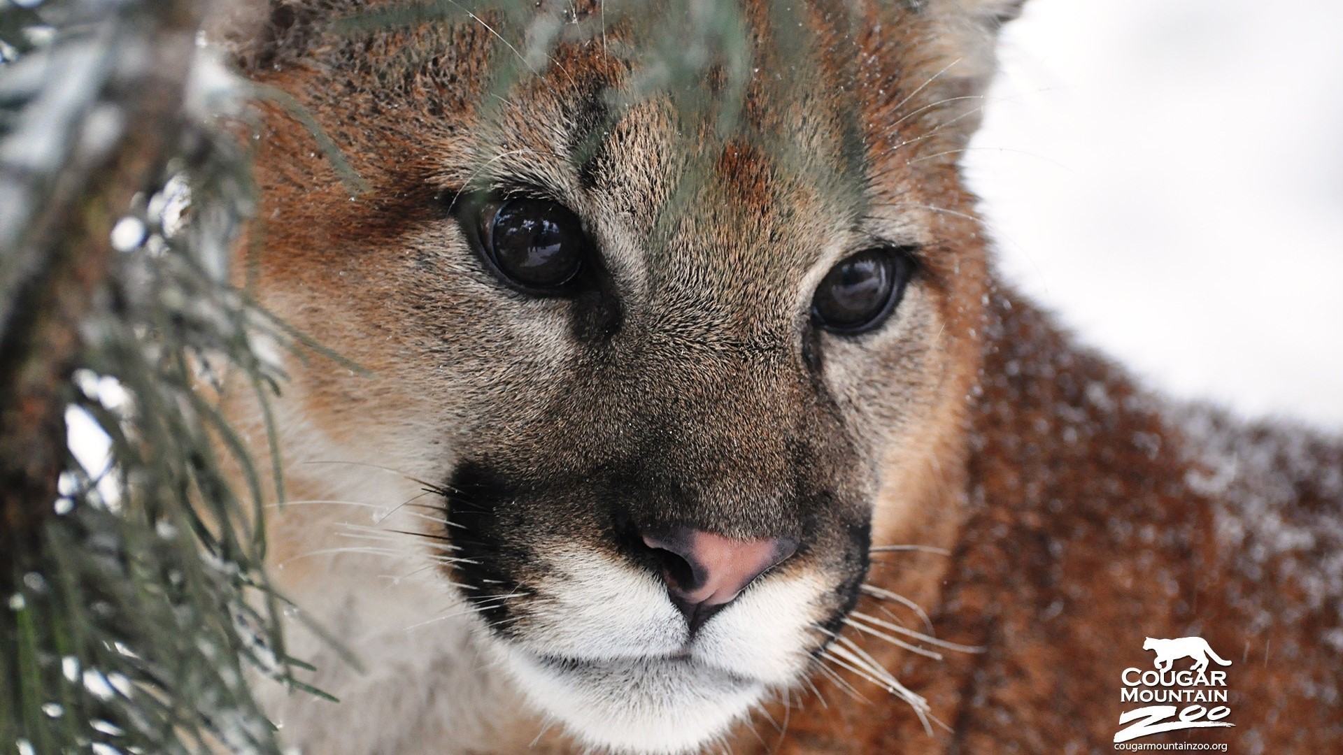 Cougar Mountain Zoo cougar in snow HD Wallpaper