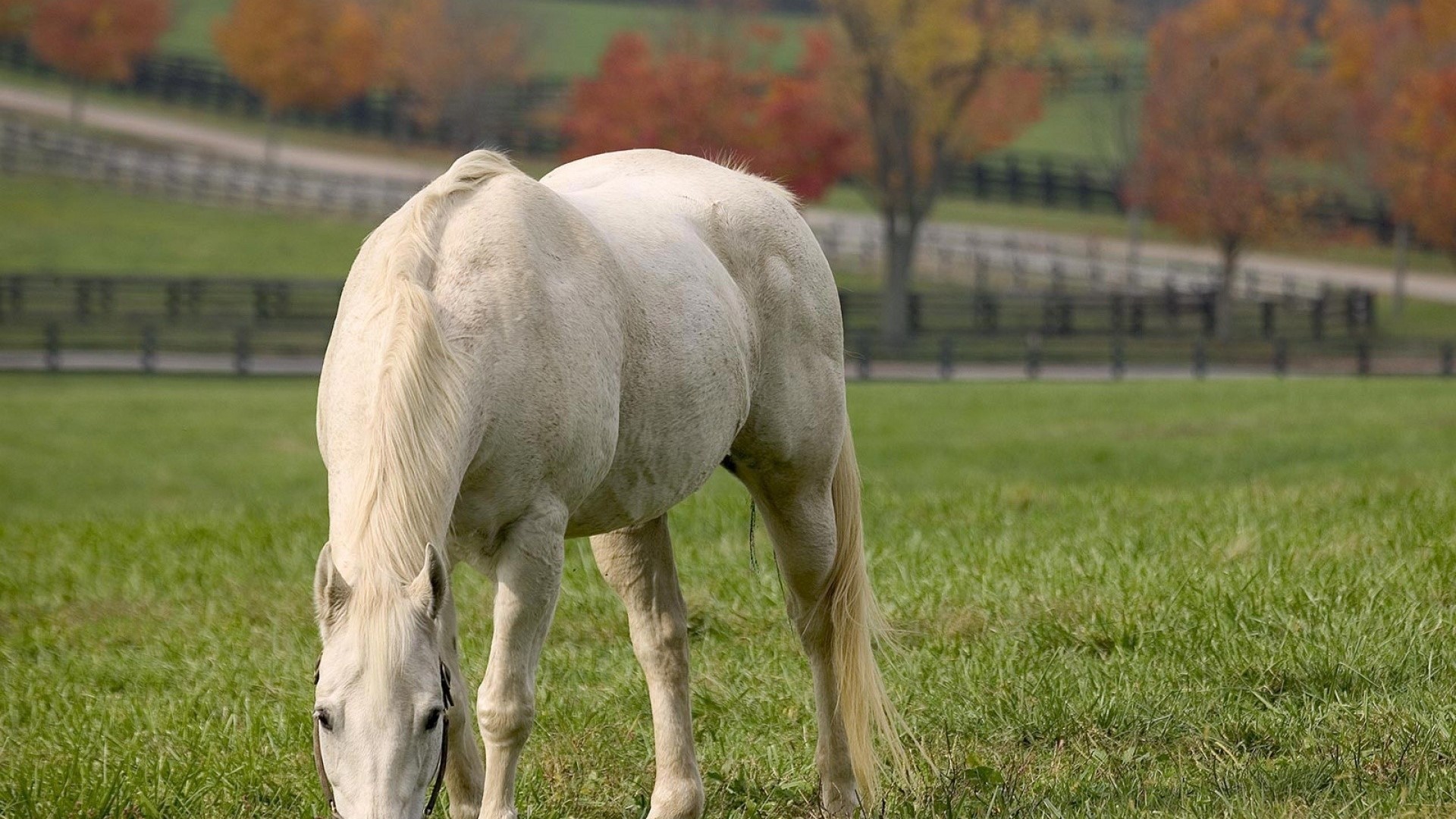 White horse grazing in a field during autumn HD Wallpaper