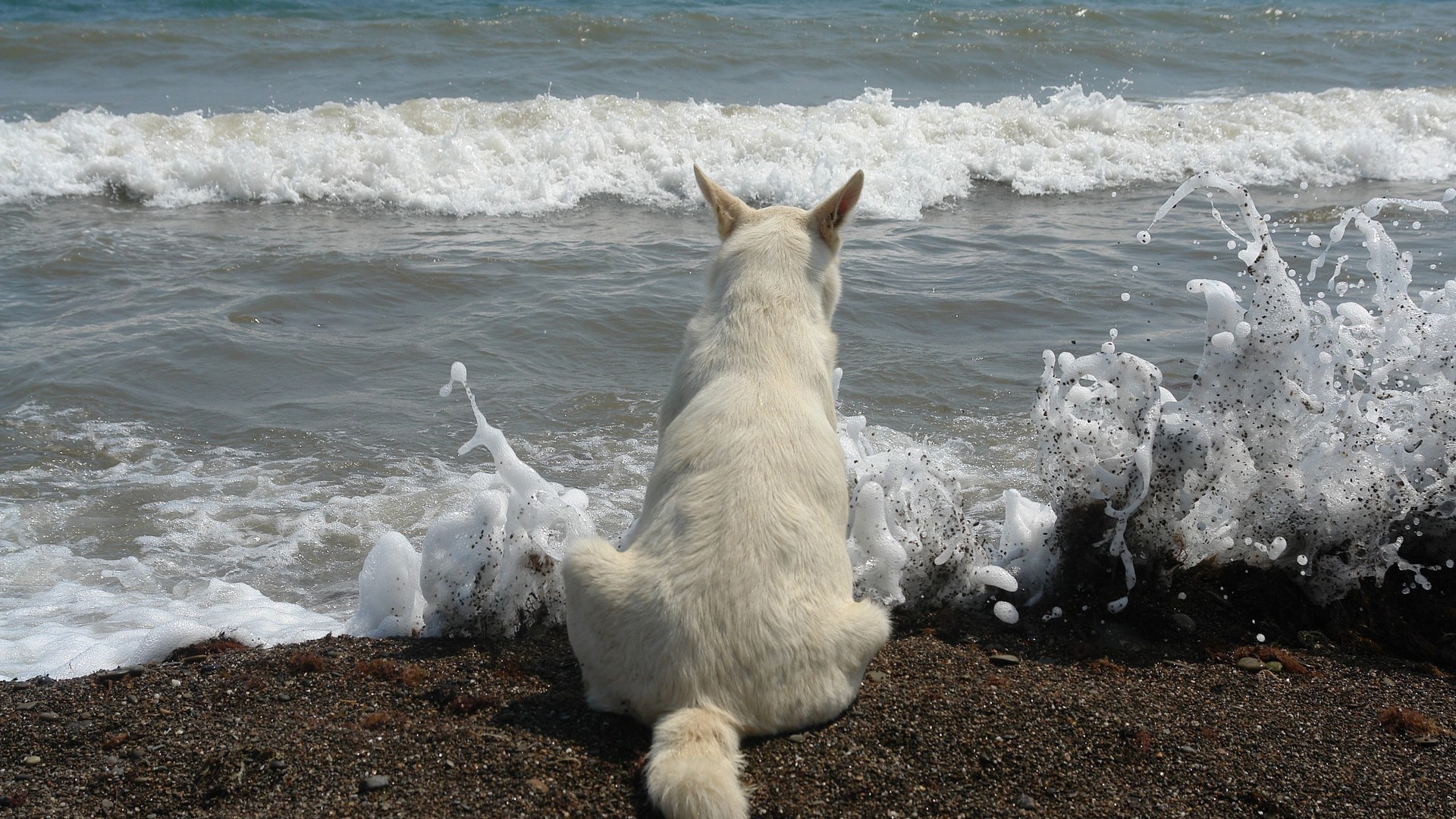 White dog sitting on a beach watching waves HD Wallpaper