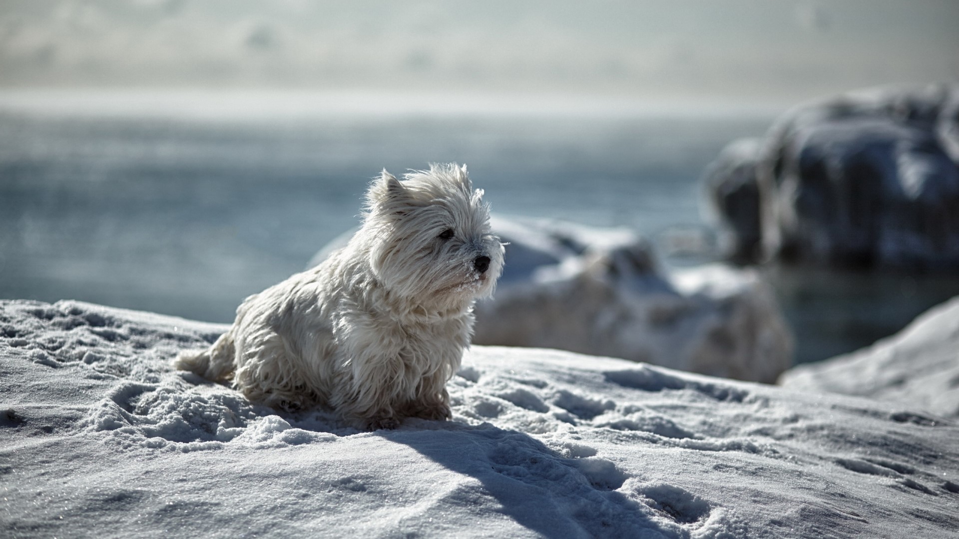 West Highland White Terrier in Snow by the Water HD Wallpaper