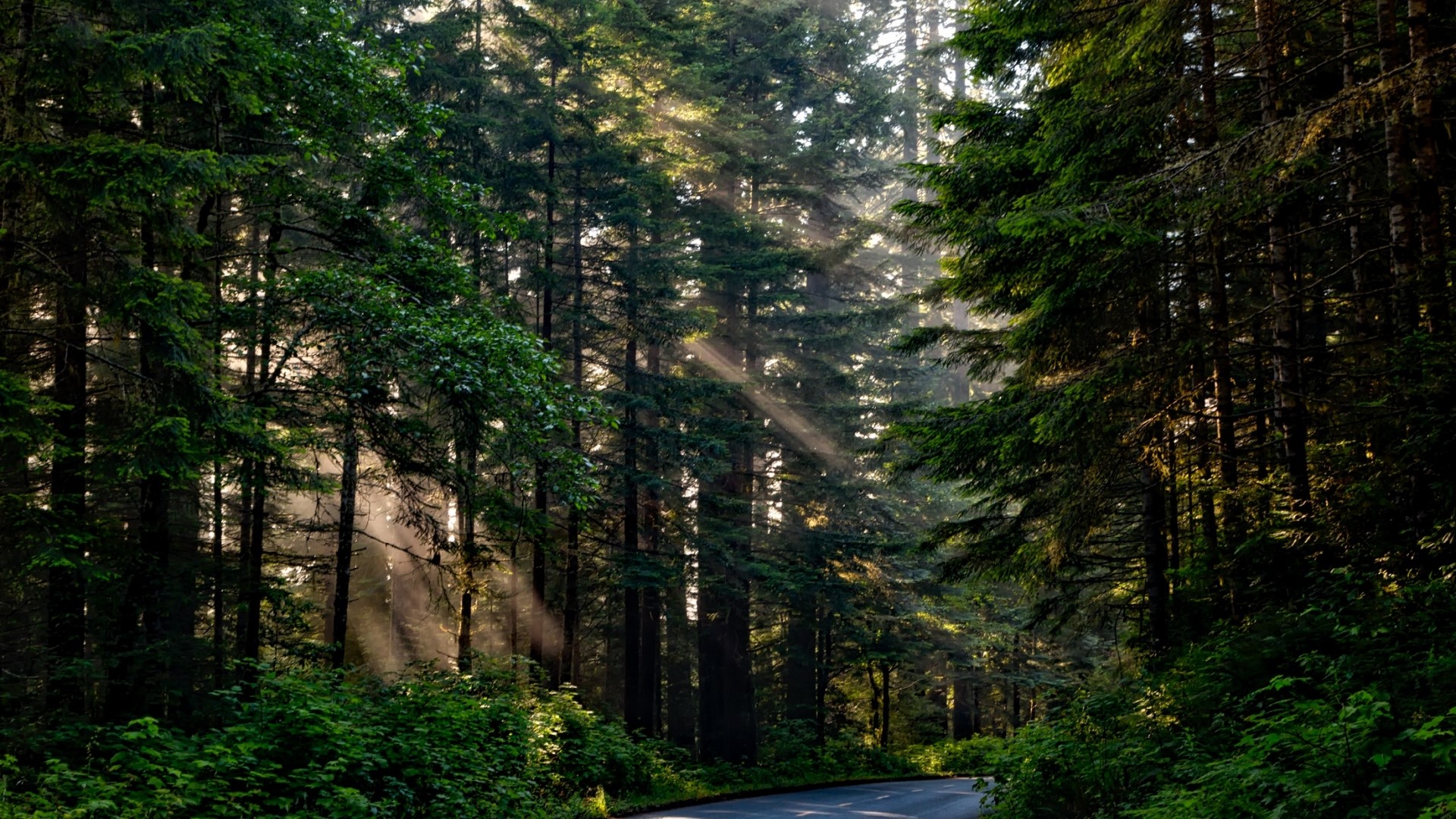 Sunlight beams through a dense forest onto a road HD Wallpaper
