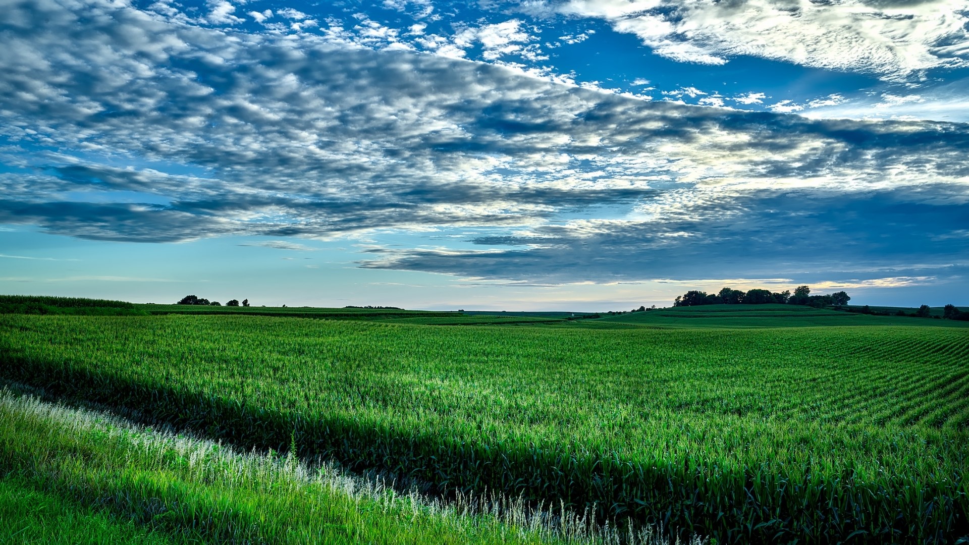 Cornfield under a cloudy sky HD Wallpaper