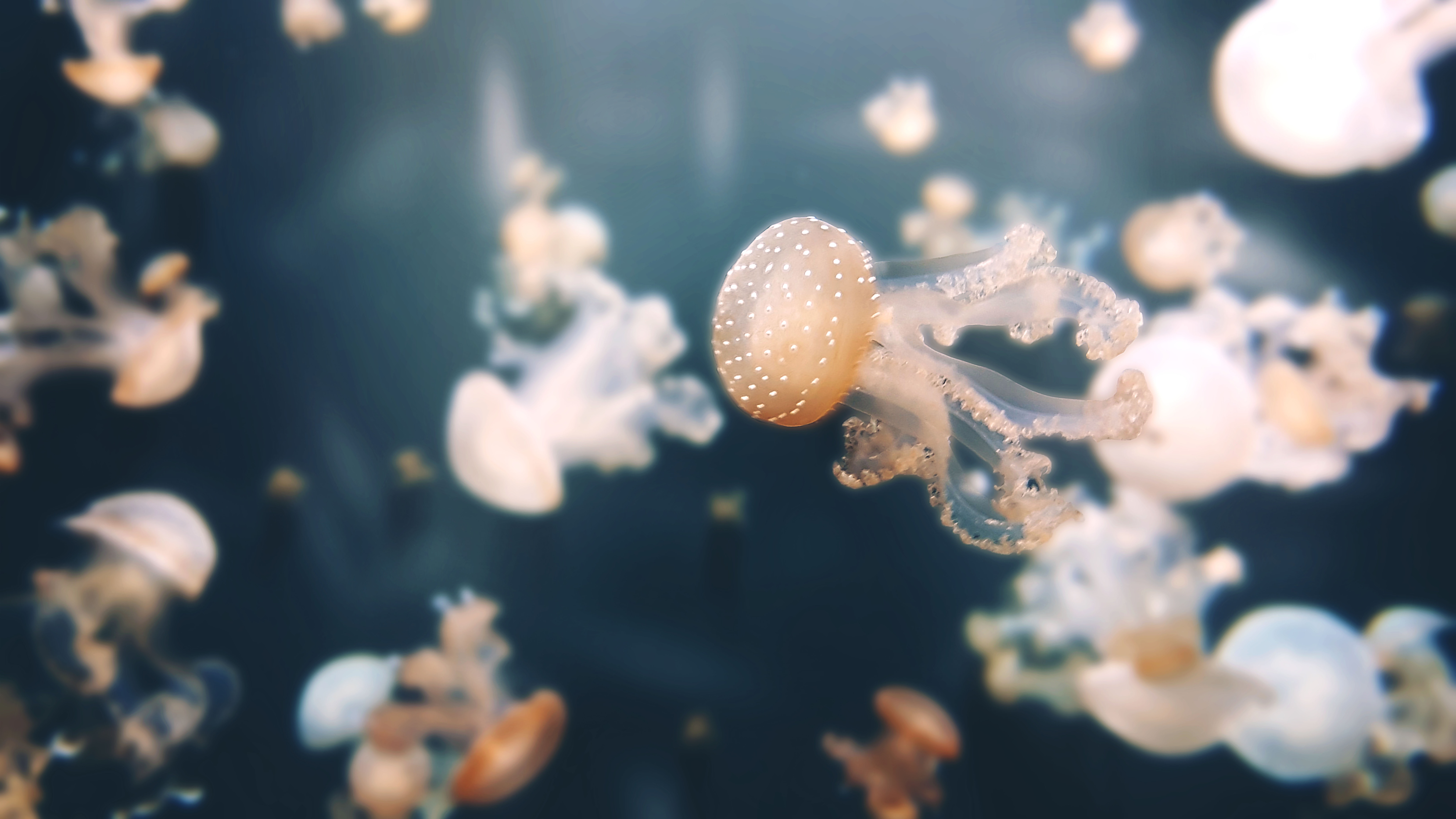 Jellyfish in an aquarium HD Wallpaper