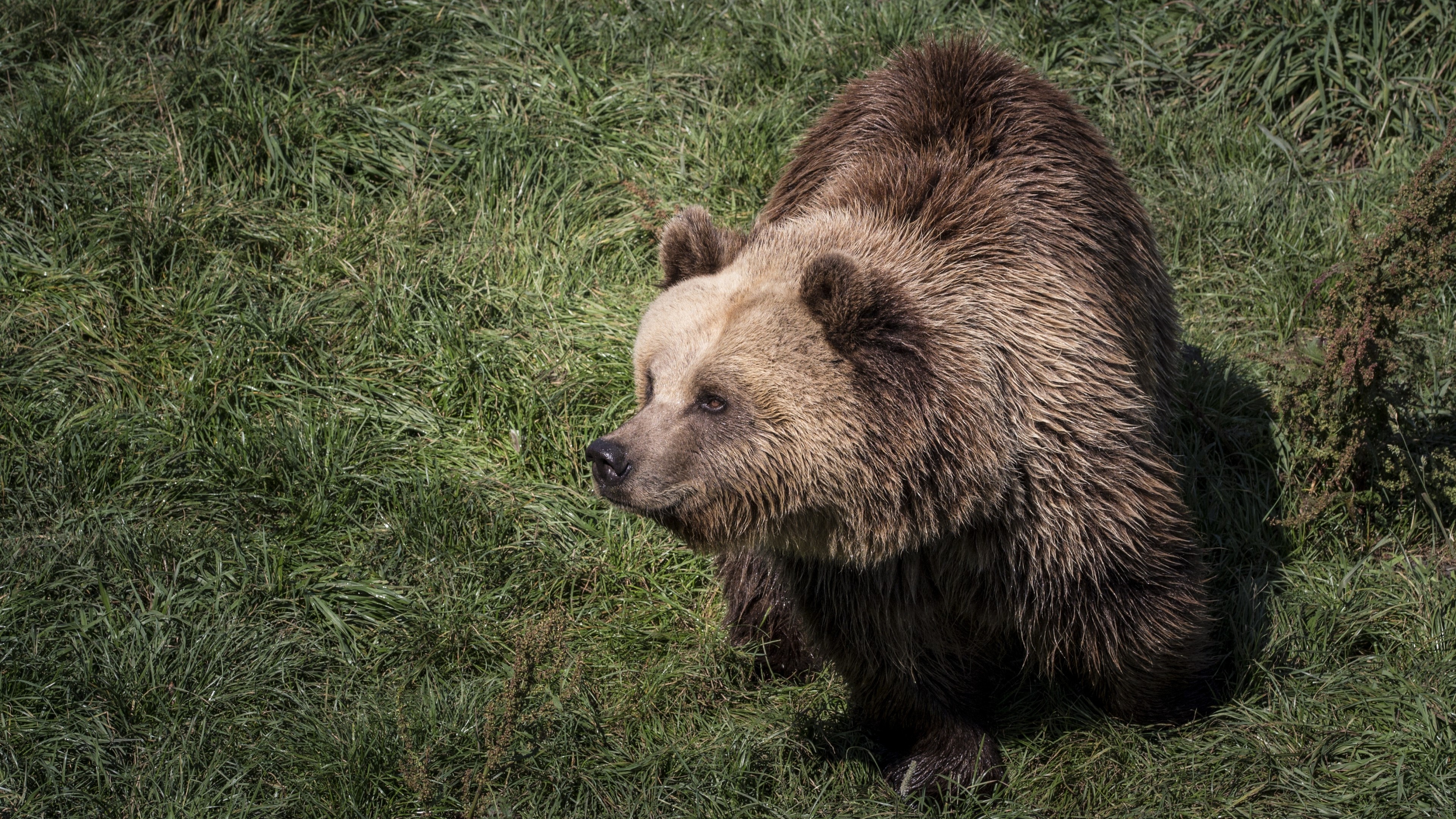 4K Bear in Grass HD Wallpaper