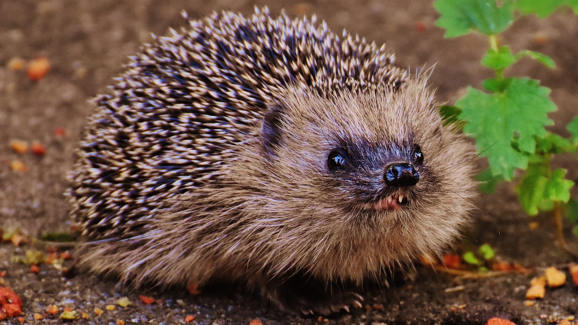 Hedgehog on the ground HD Wallpaper