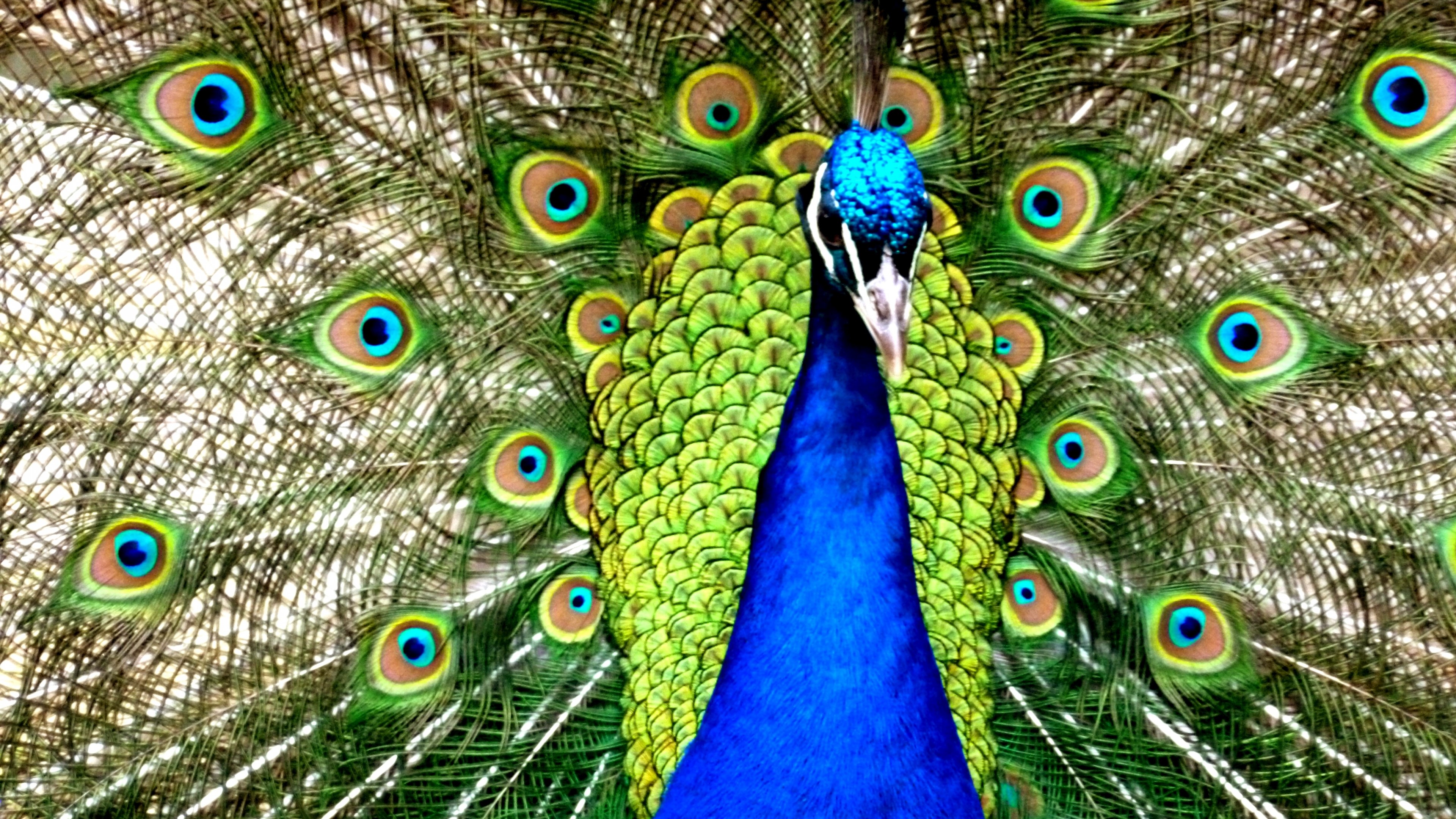 4K Peacock Displaying Feathers HD Wallpaper