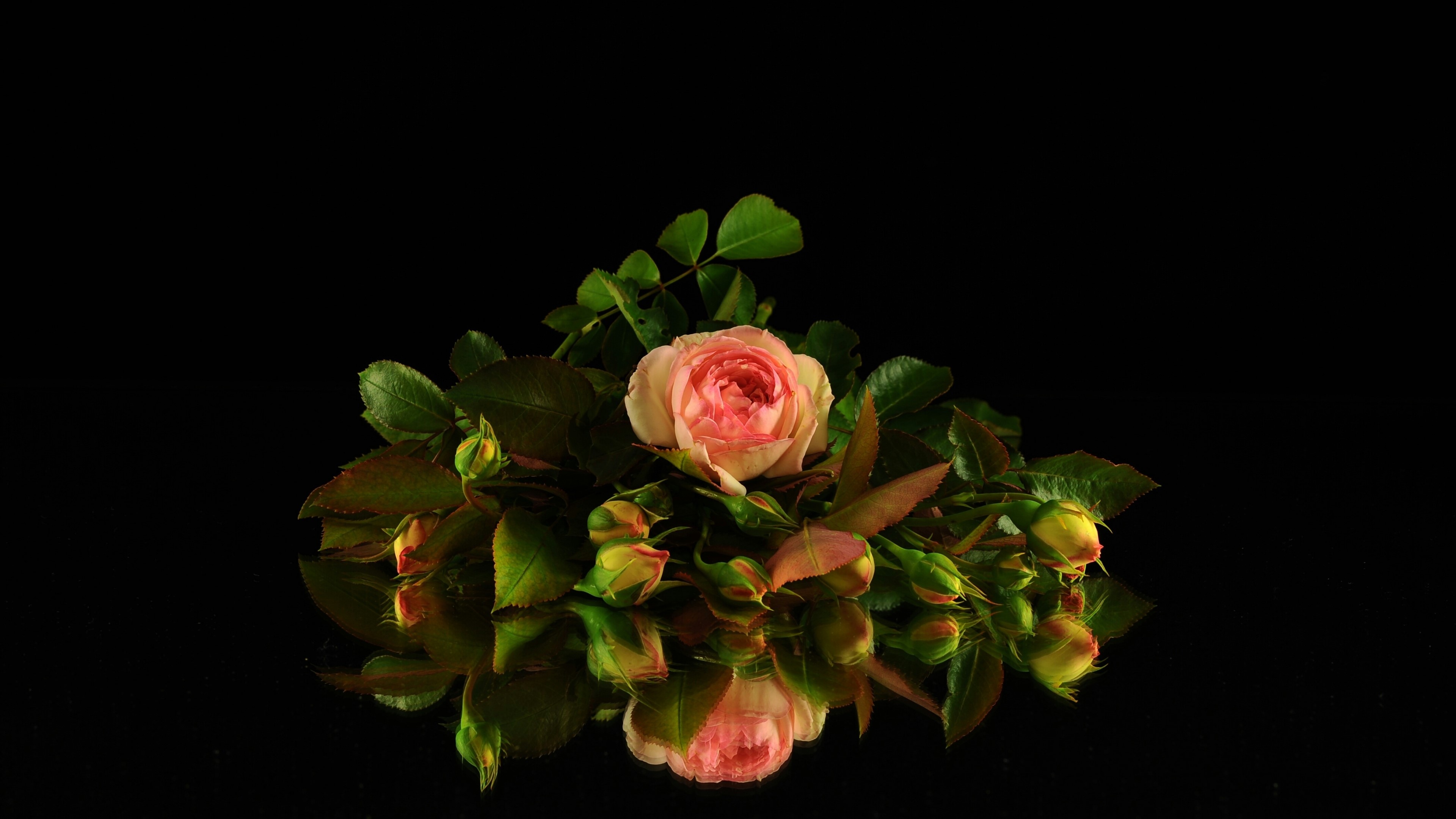 4K rose flower with buds HD Wallpaper