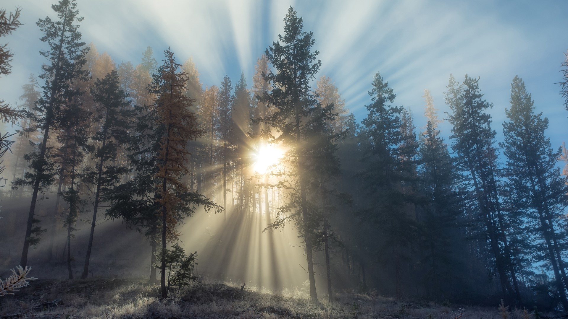 Sunrise through a misty forest HD Wallpaper