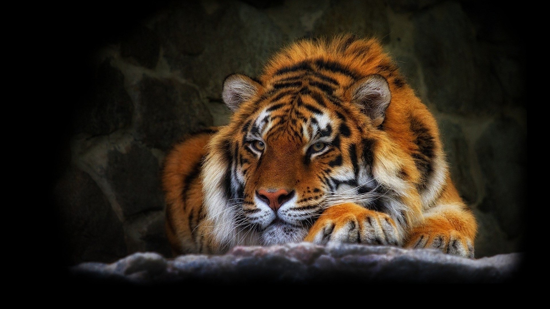 Tiger resting on rocks HD Wallpaper