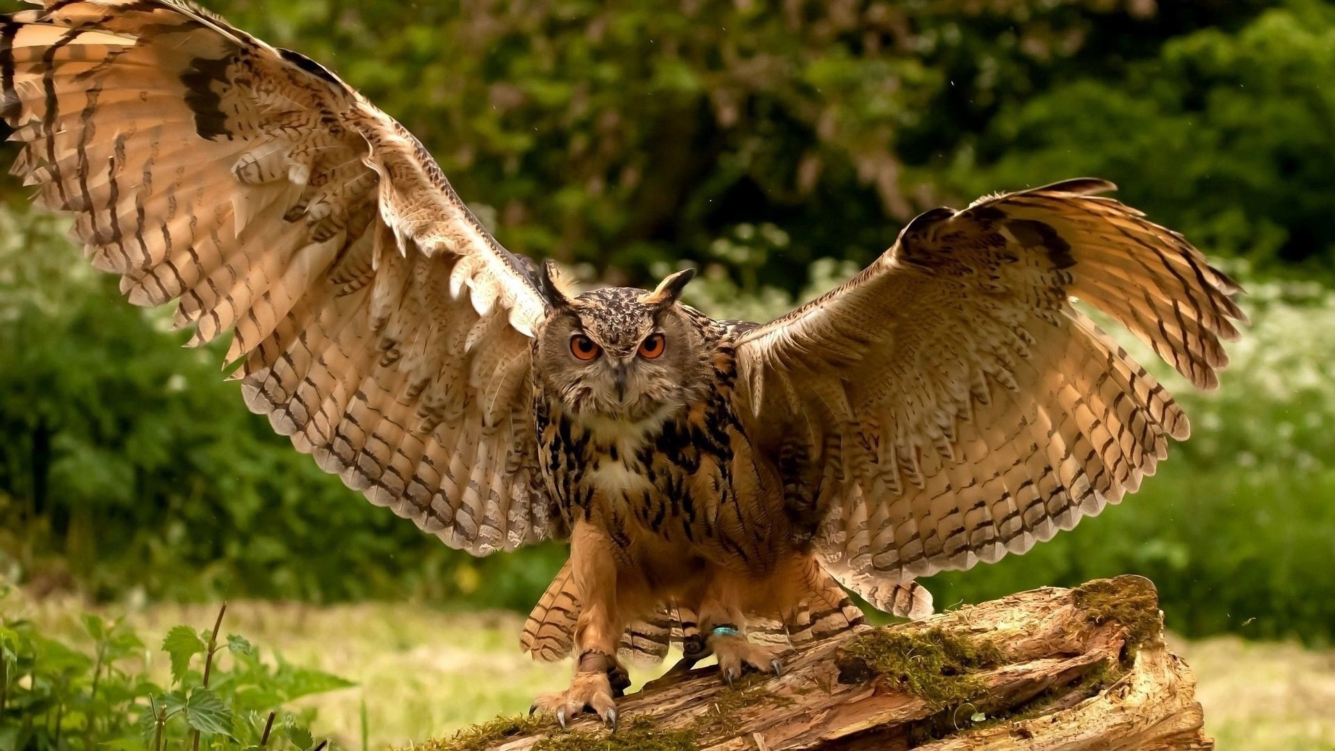 Eurasian Eagle-Owl with wings spread HD Wallpaper