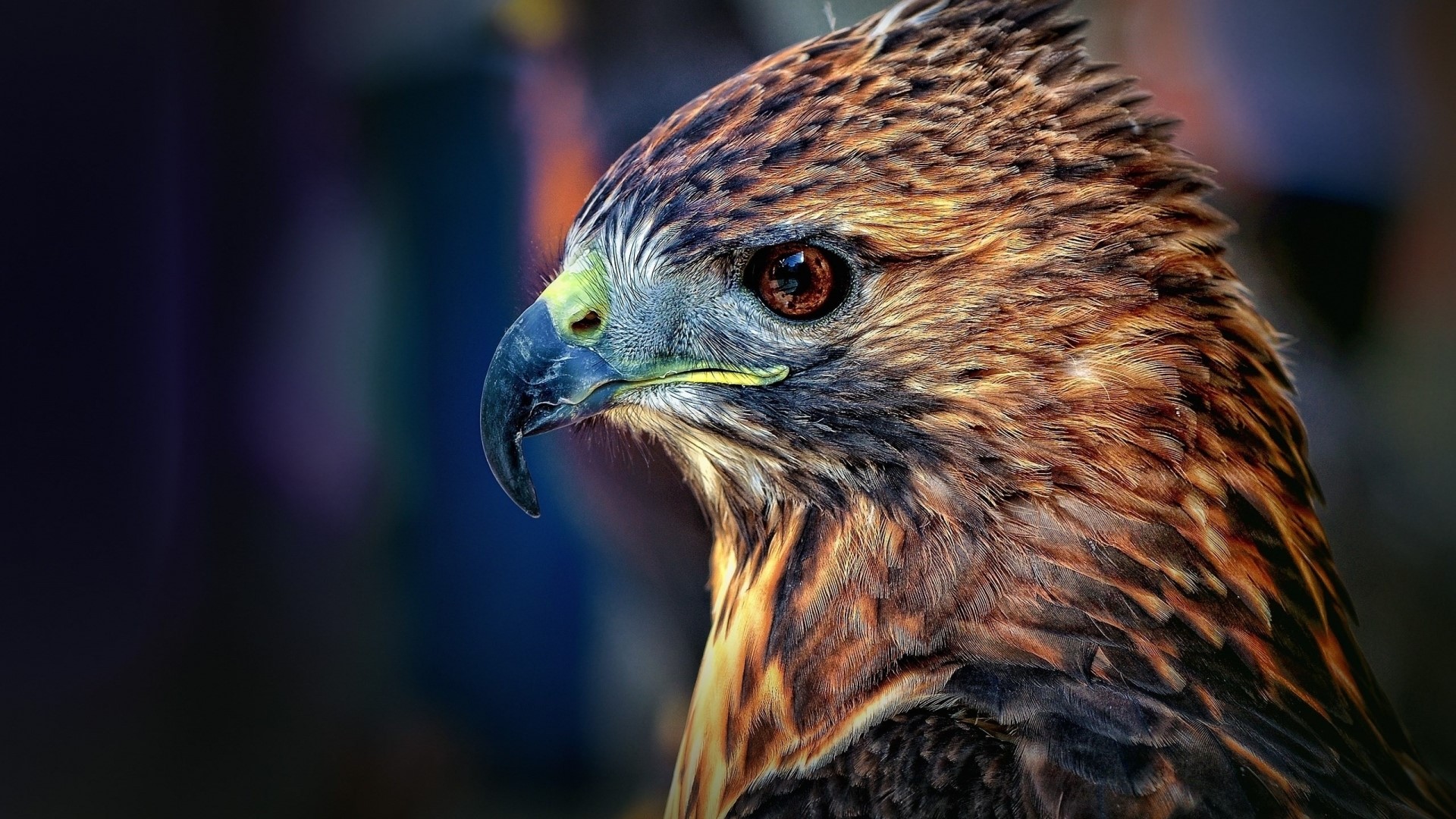 Close-up of a Red-tailed Hawk's head HD Wallpaper