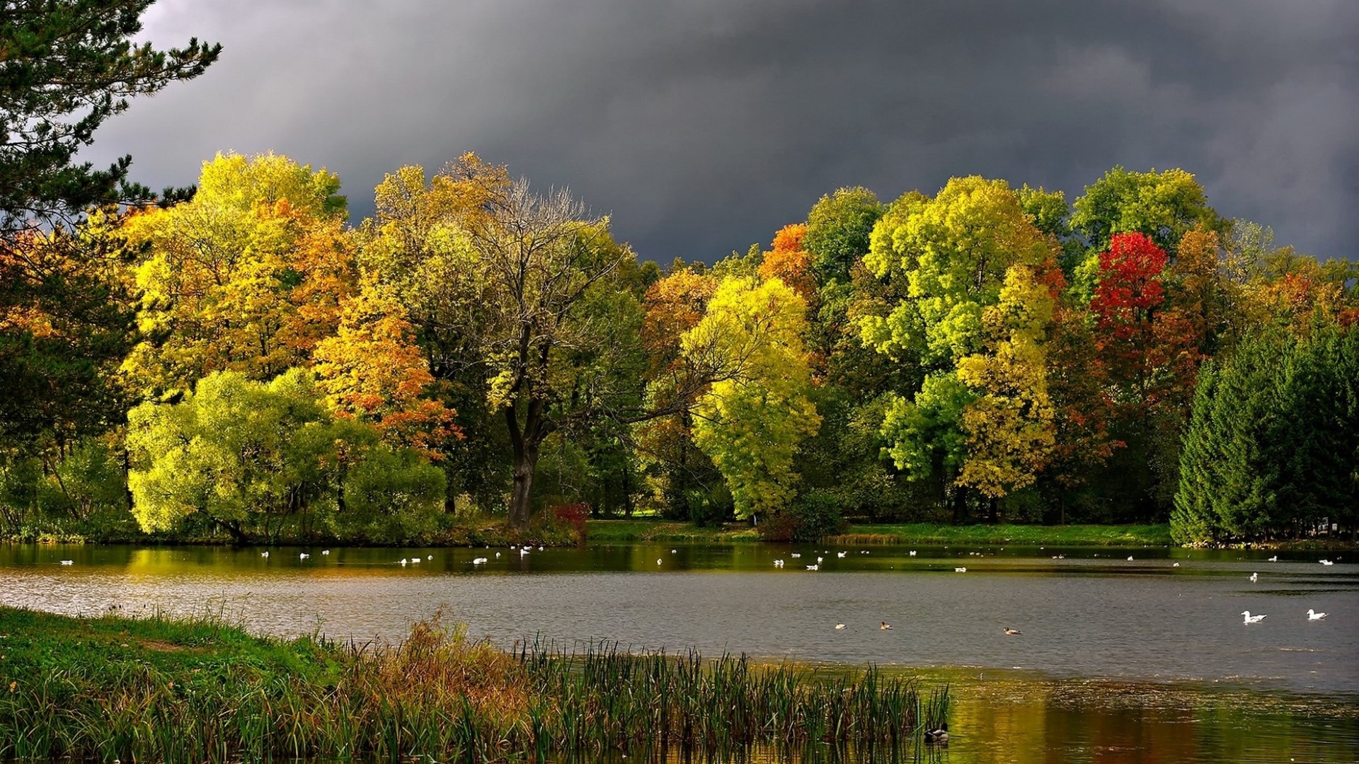 Autumn trees reflected in a lake under a stormy sky HD Wallpaper