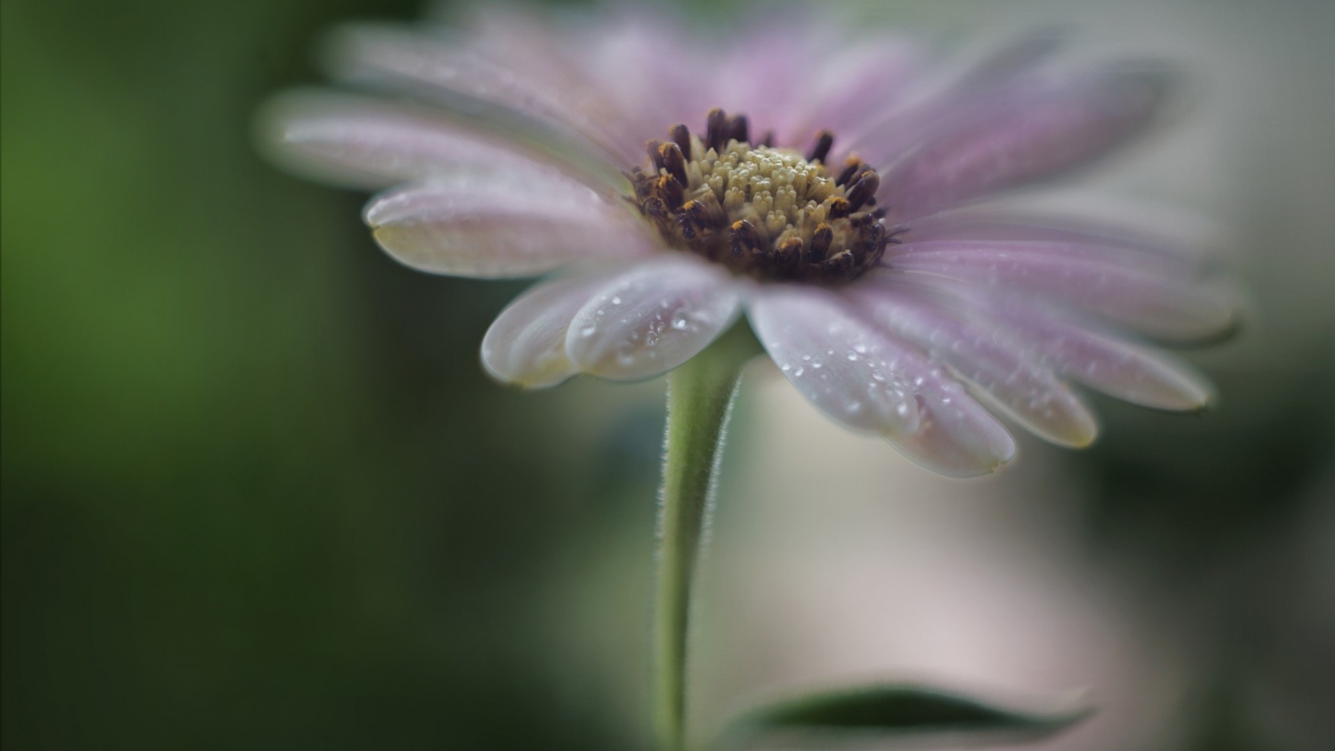 Close-up of a pink daisy with water drops HD Wallpaper