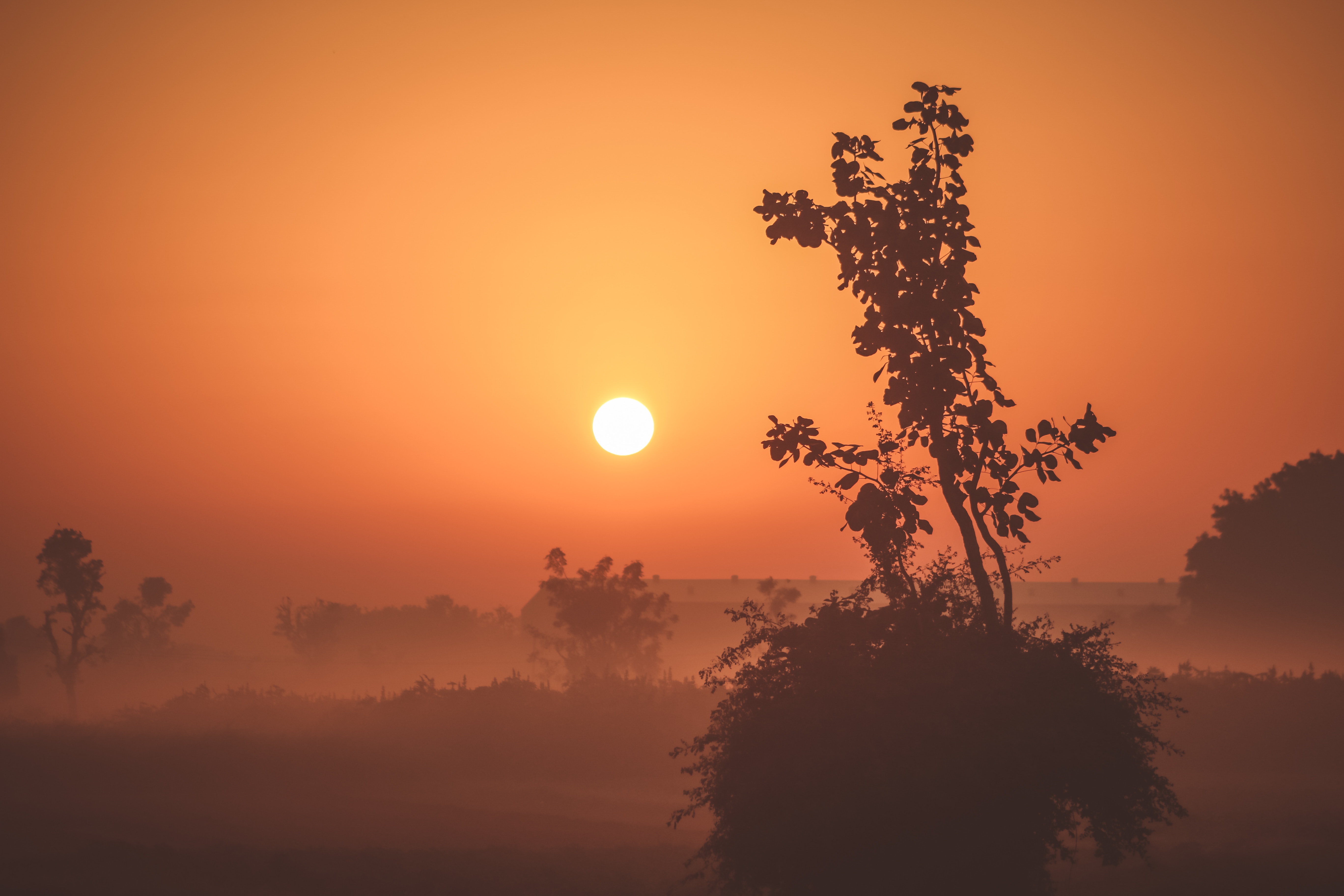 Sunrise over a misty landscape with silhouetted trees HD Wallpaper