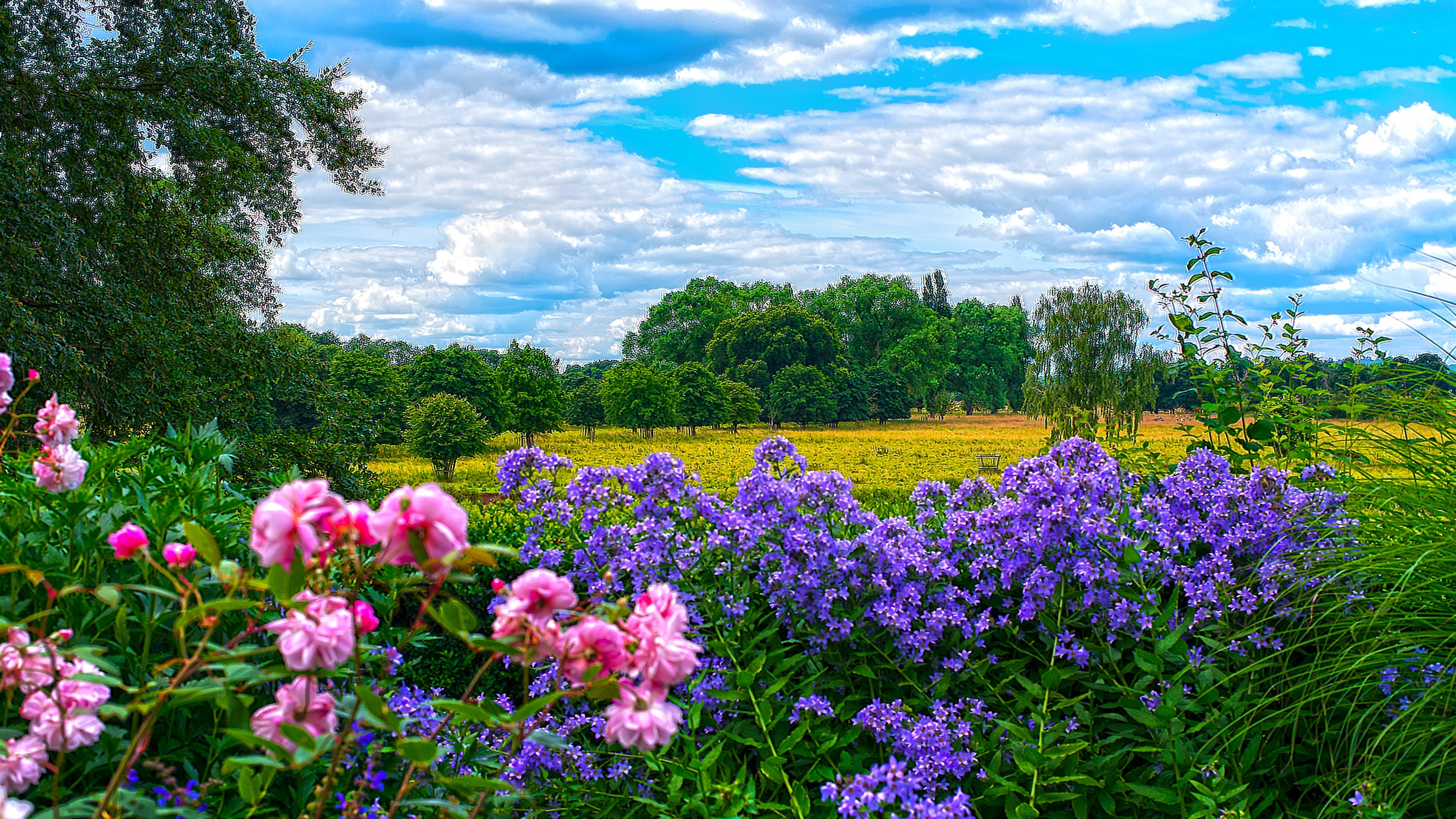 4K Wildflowers in a Field HD Wallpaper