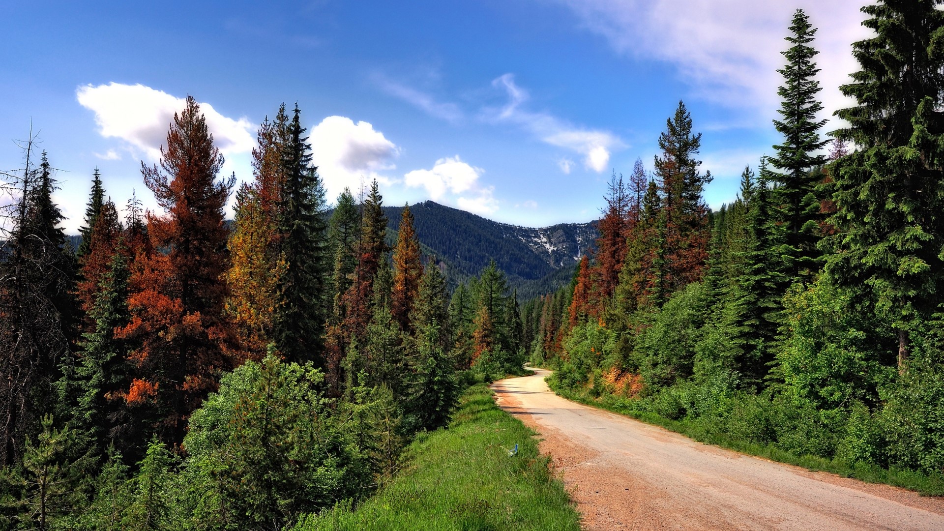 Dirt road through a forest with mountains in the background HD Wallpaper