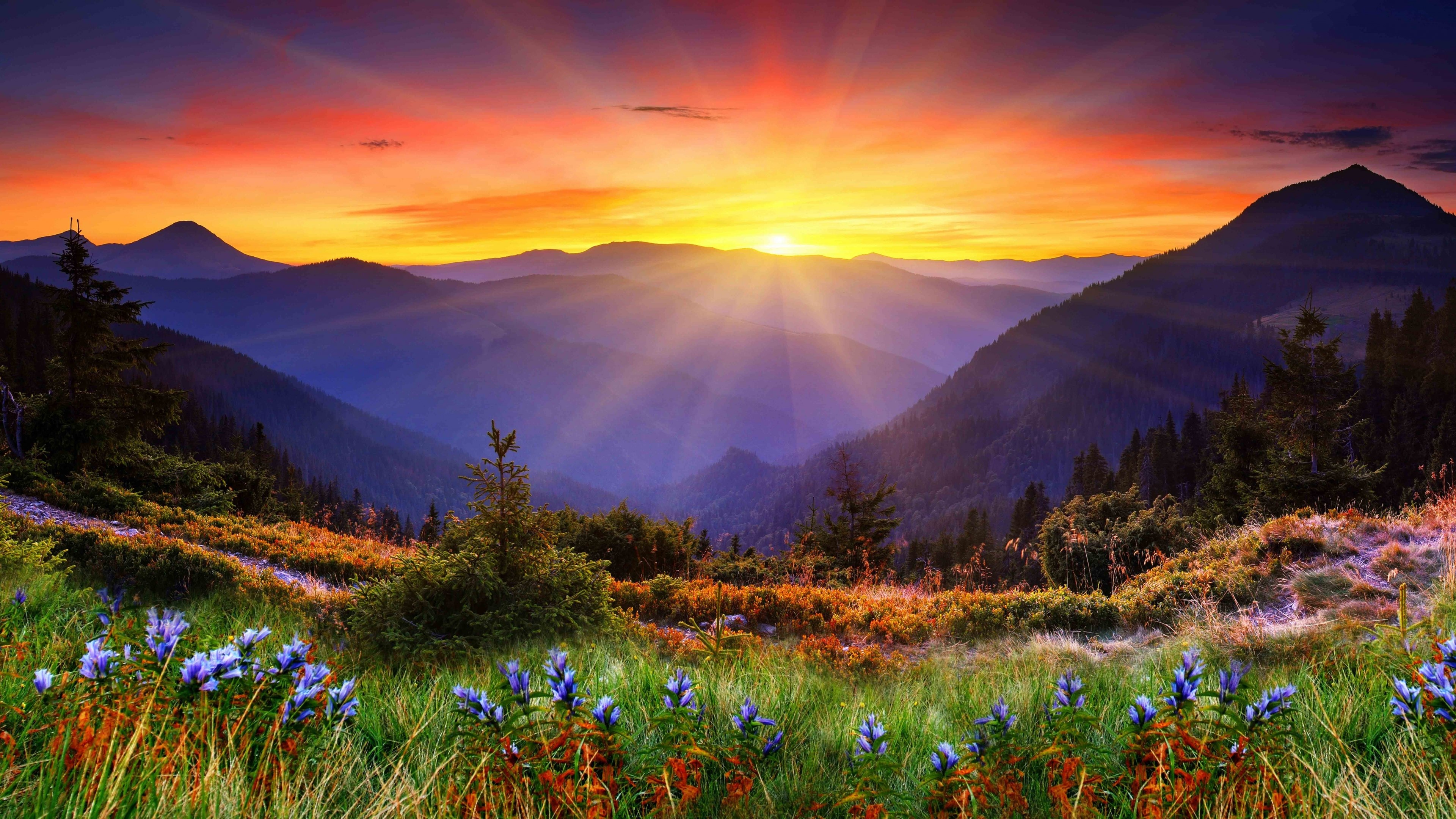 4K Mountain Sunrise with Wildflowers HD Wallpaper
