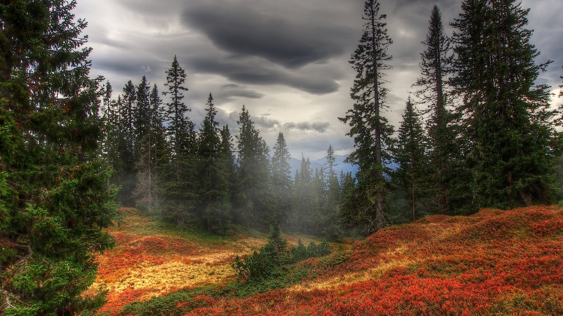Forest landscape with autumn foliage and stormy clouds HD Wallpaper