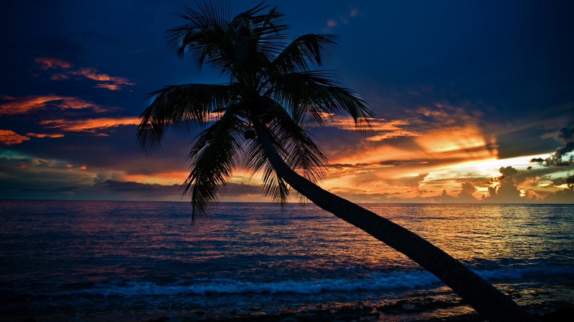 Palm Tree Silhouette Against Tropical Sunset HD Wallpaper