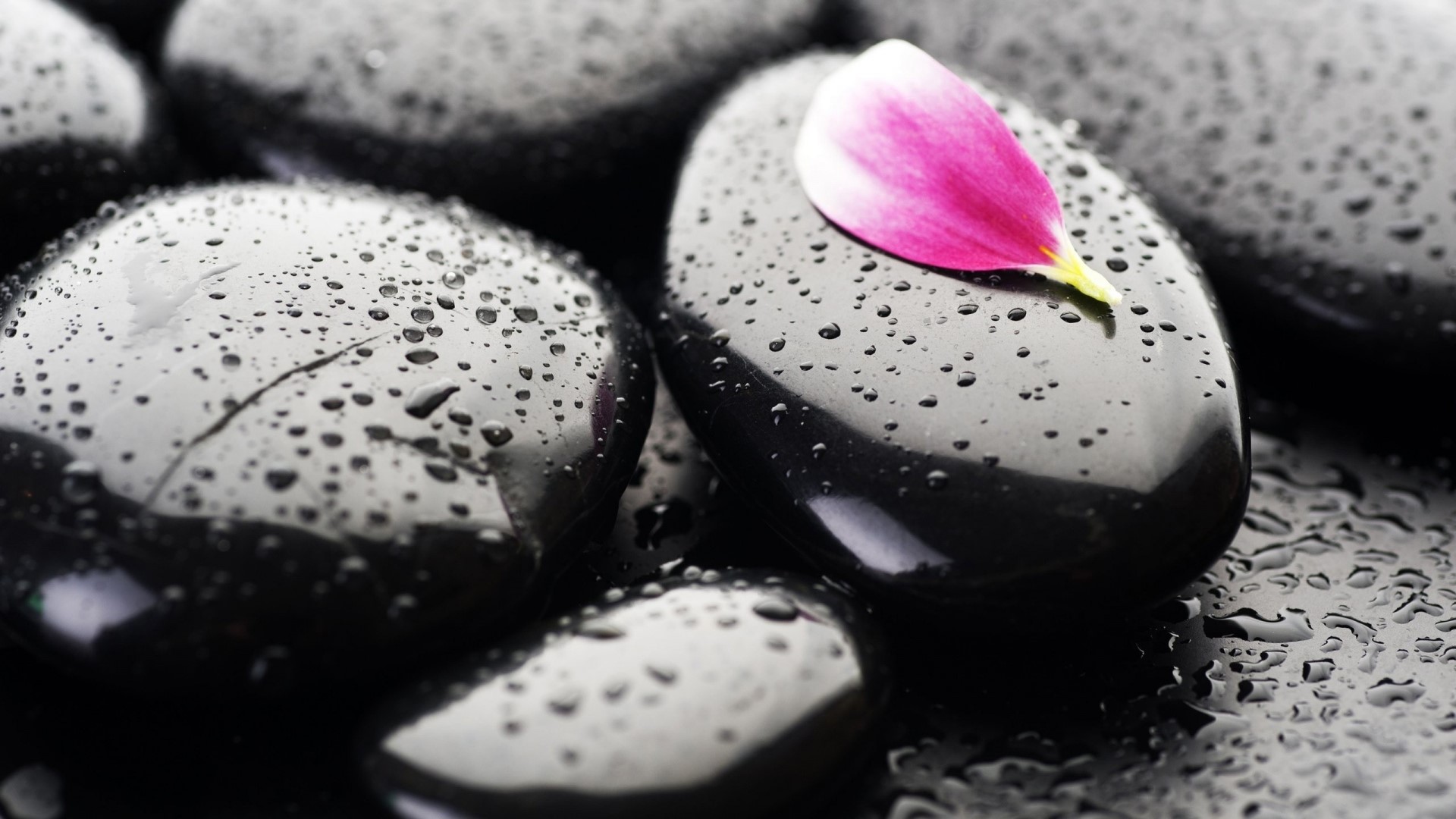 Zen stones with water droplets and pink petal HD Wallpaper