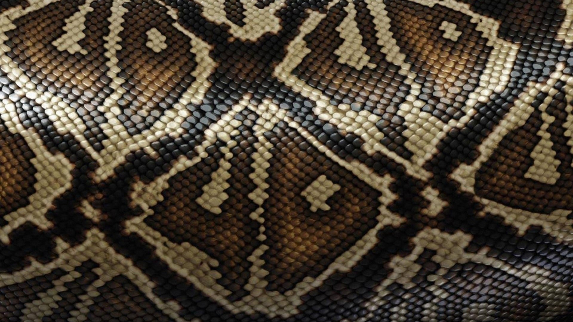 Close-up of Snake Skin Pattern HD Wallpaper