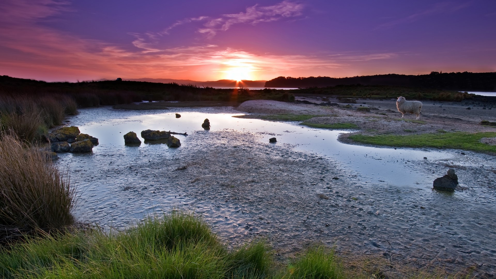 Sunset over a marsh with a sheep HD Wallpaper