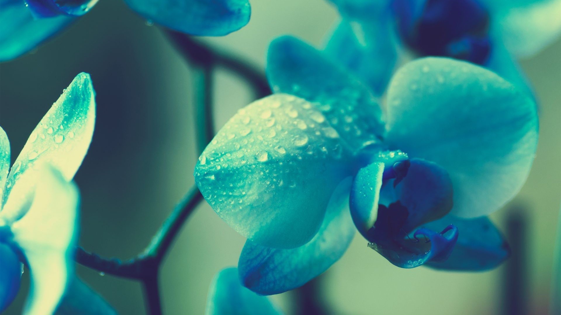 Blue orchids with water droplets HD Wallpaper