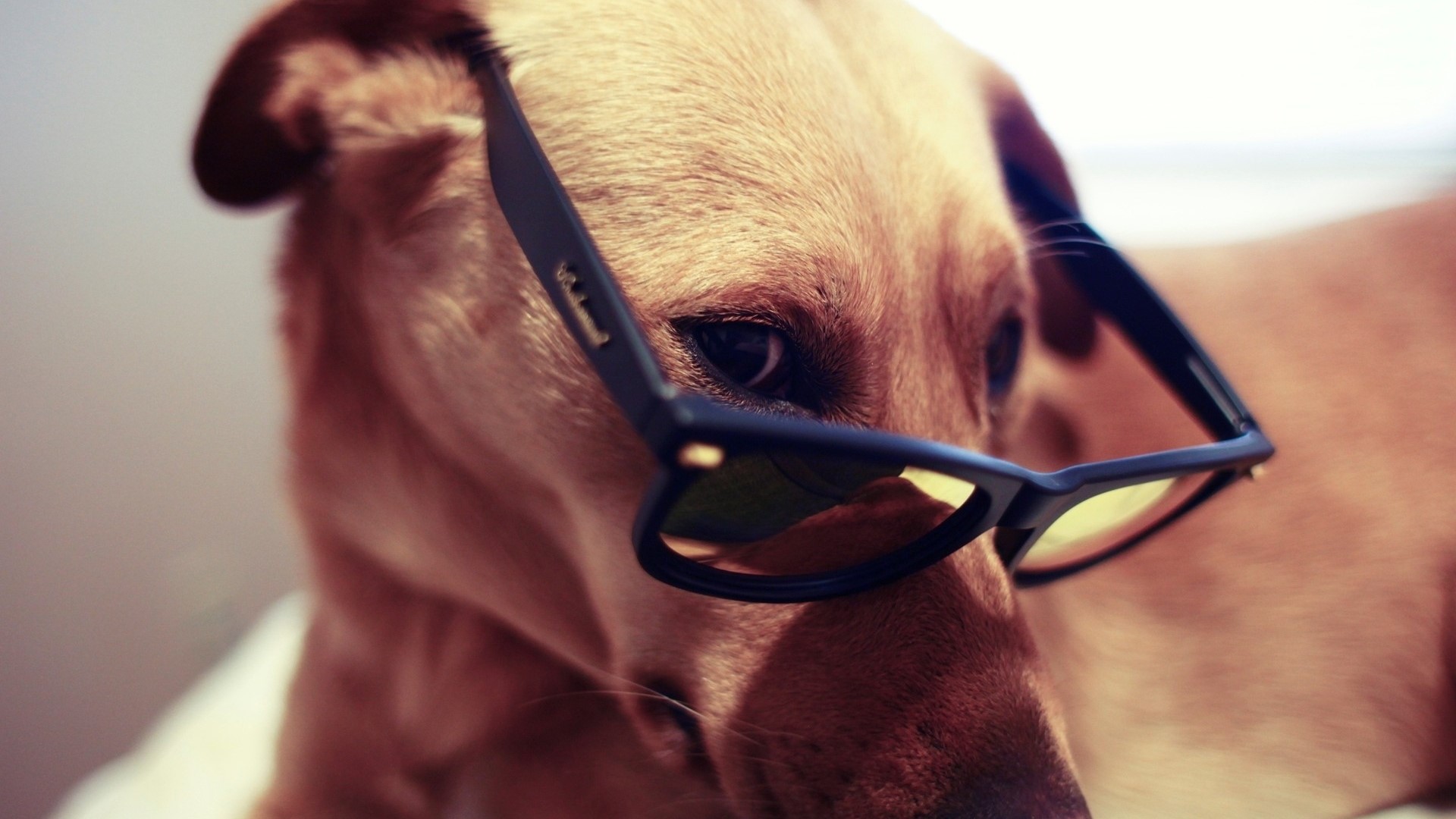 Dog wearing black-rimmed glasses HD Wallpaper