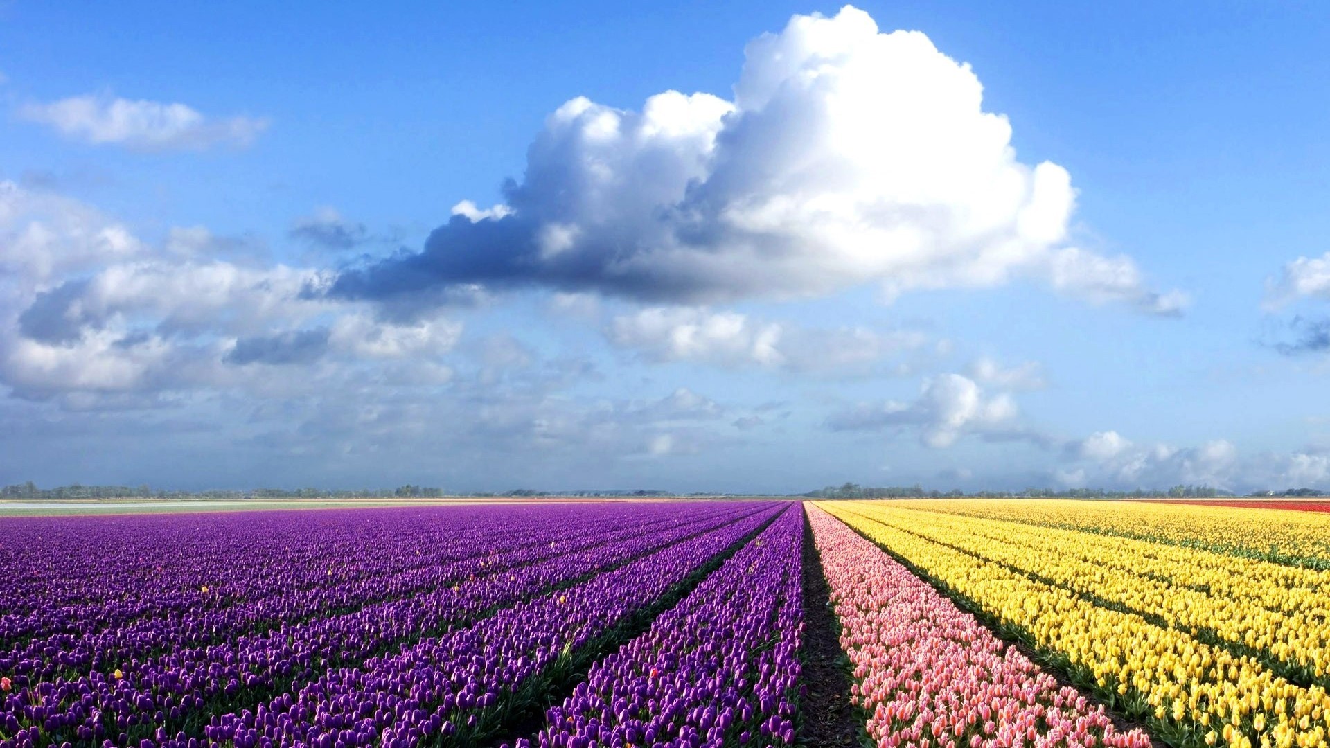 Fields of Purple, Pink, and Yellow Tulips Under a Cloudy Sky HD Wallpaper