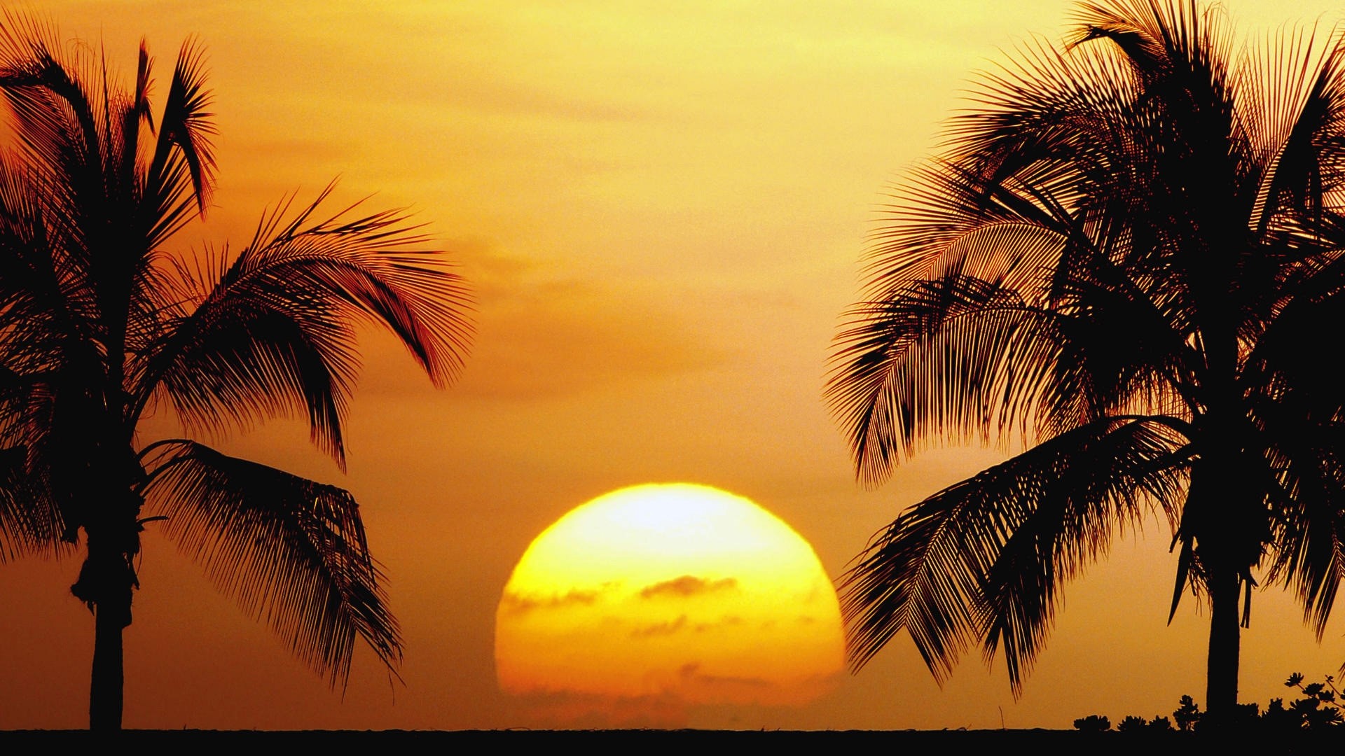 Sunset over Kailua Kona, Hawaii with palm trees HD Wallpaper