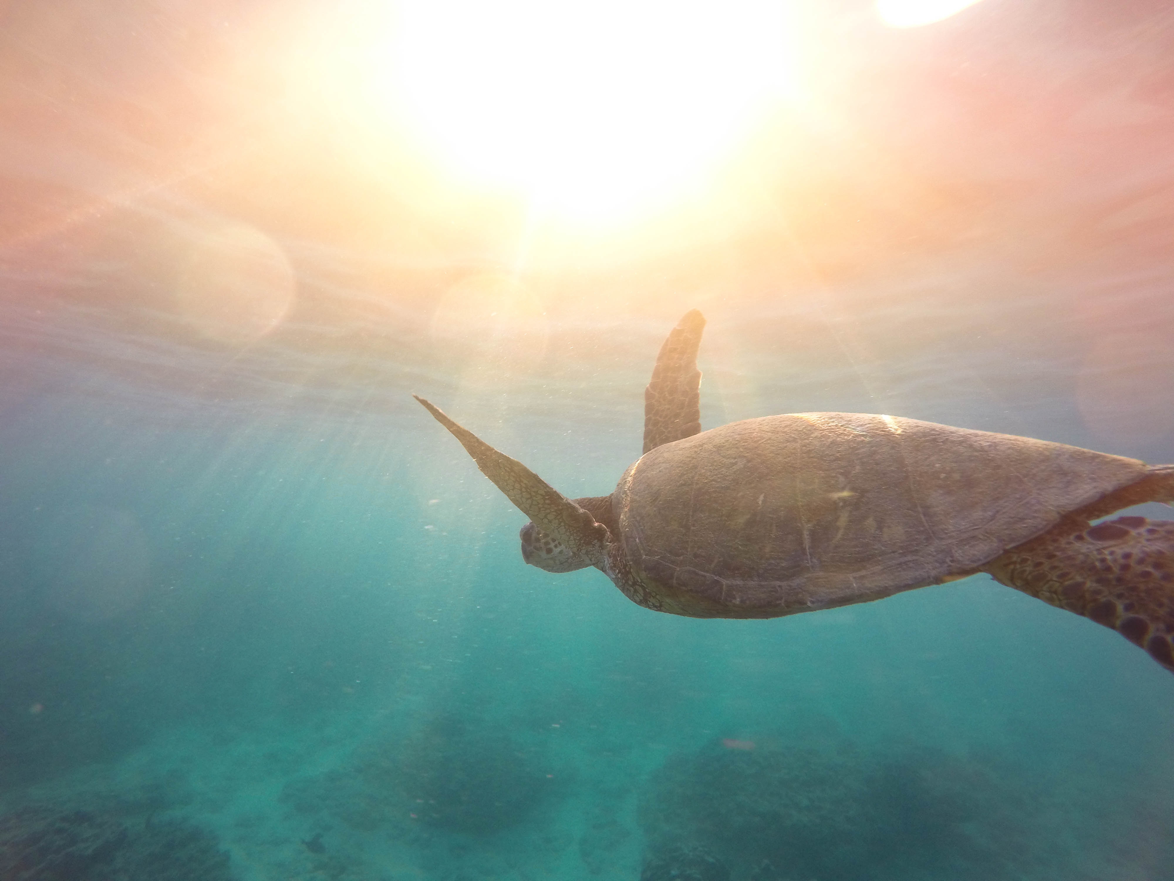 Sea Turtle Swimming Underwater with Sunlight HD Wallpaper