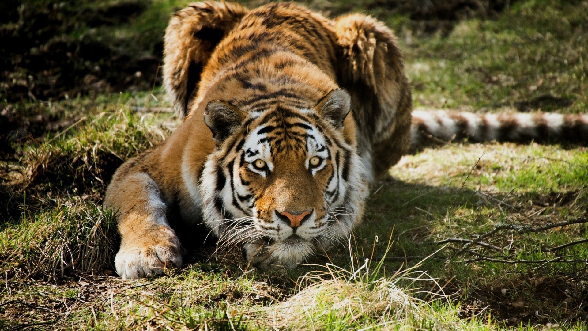 Tiger lying down in grass HD Wallpaper