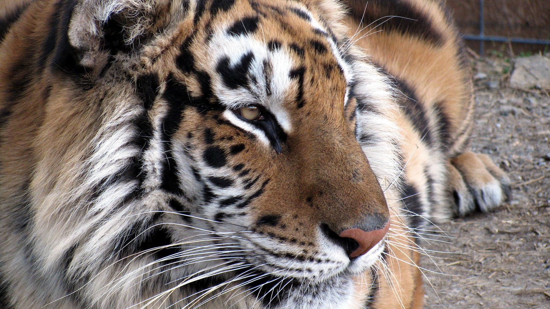 Close-up of a tiger's face HD Wallpaper