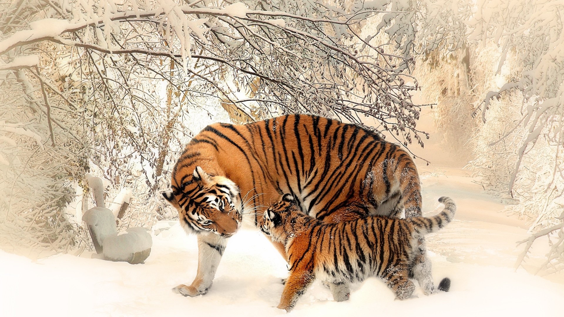 Tiger and cub in a snowy forest HD Wallpaper