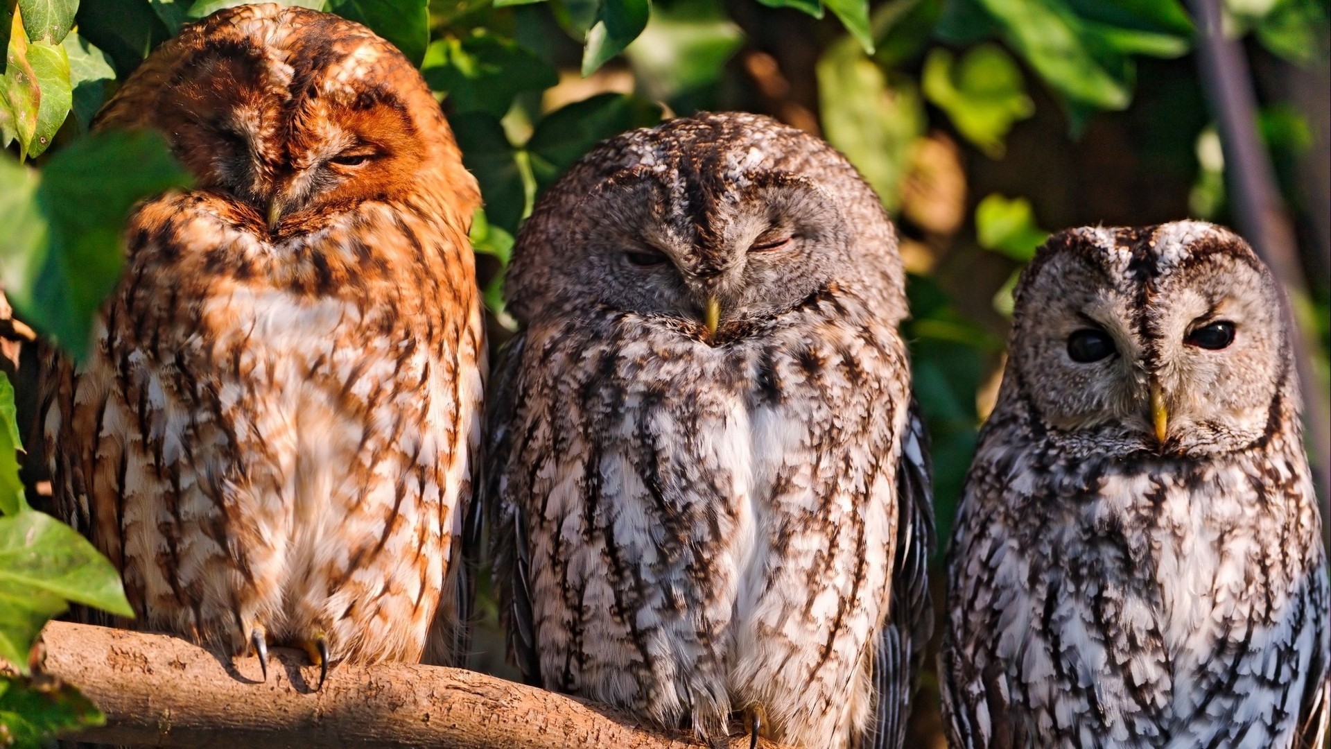 Three Tawny Owls Perched on a Branch HD Wallpaper
