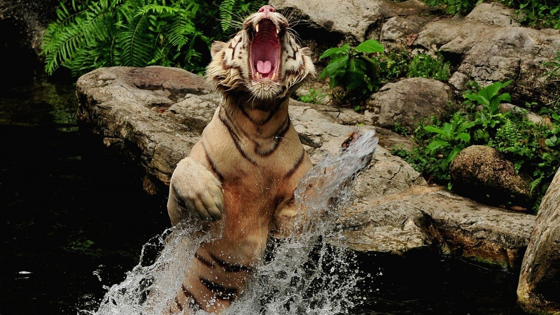 White Tiger Roaring and Splashing in Water HD Wallpaper