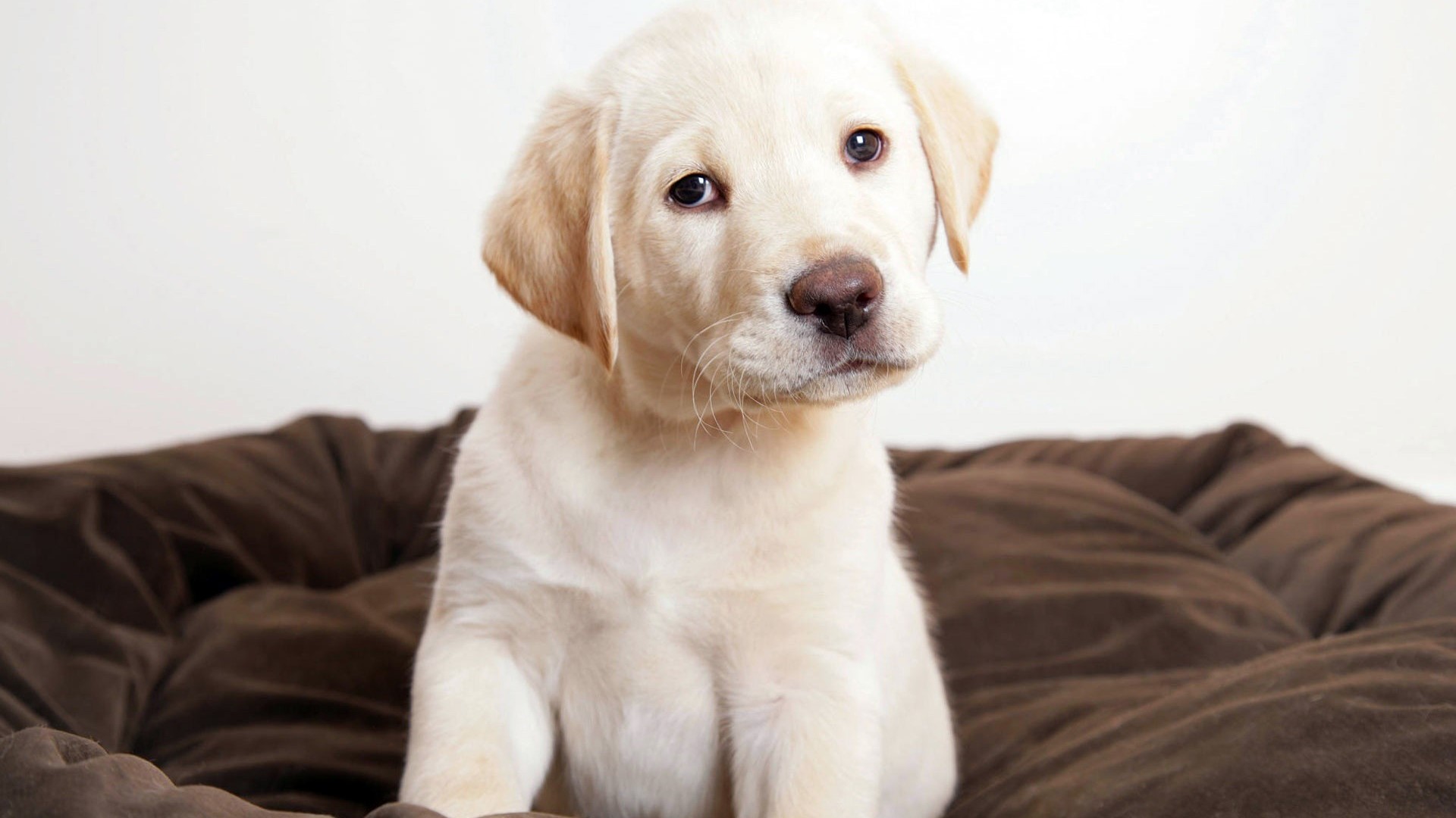 Cute Yellow Labrador Puppy Sitting on a Bed HD Wallpaper