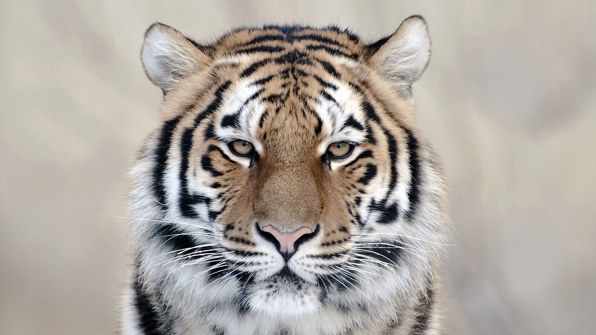 Tiger Close Up HD Wallpaper