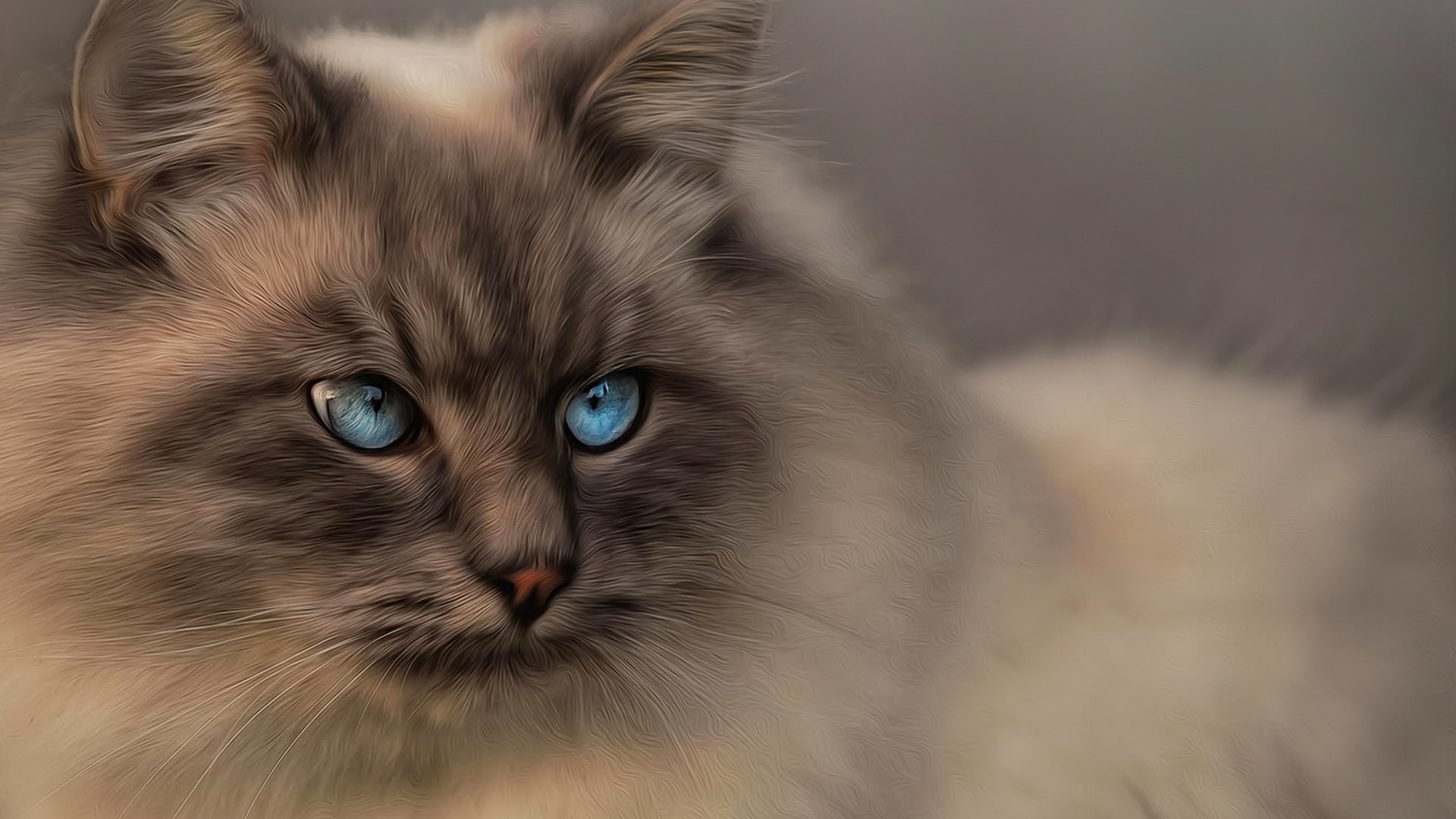 Close-up of a fluffy cat with blue eyes HD Wallpaper
