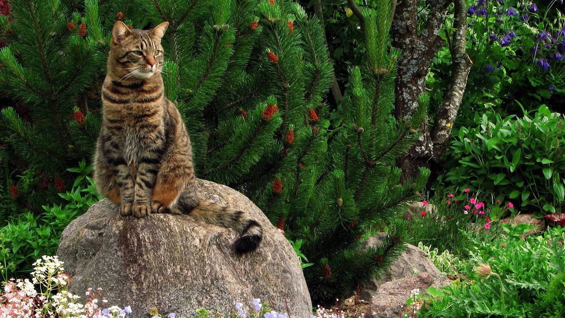 Tabby cat sitting on a rock in a garden HD Wallpaper