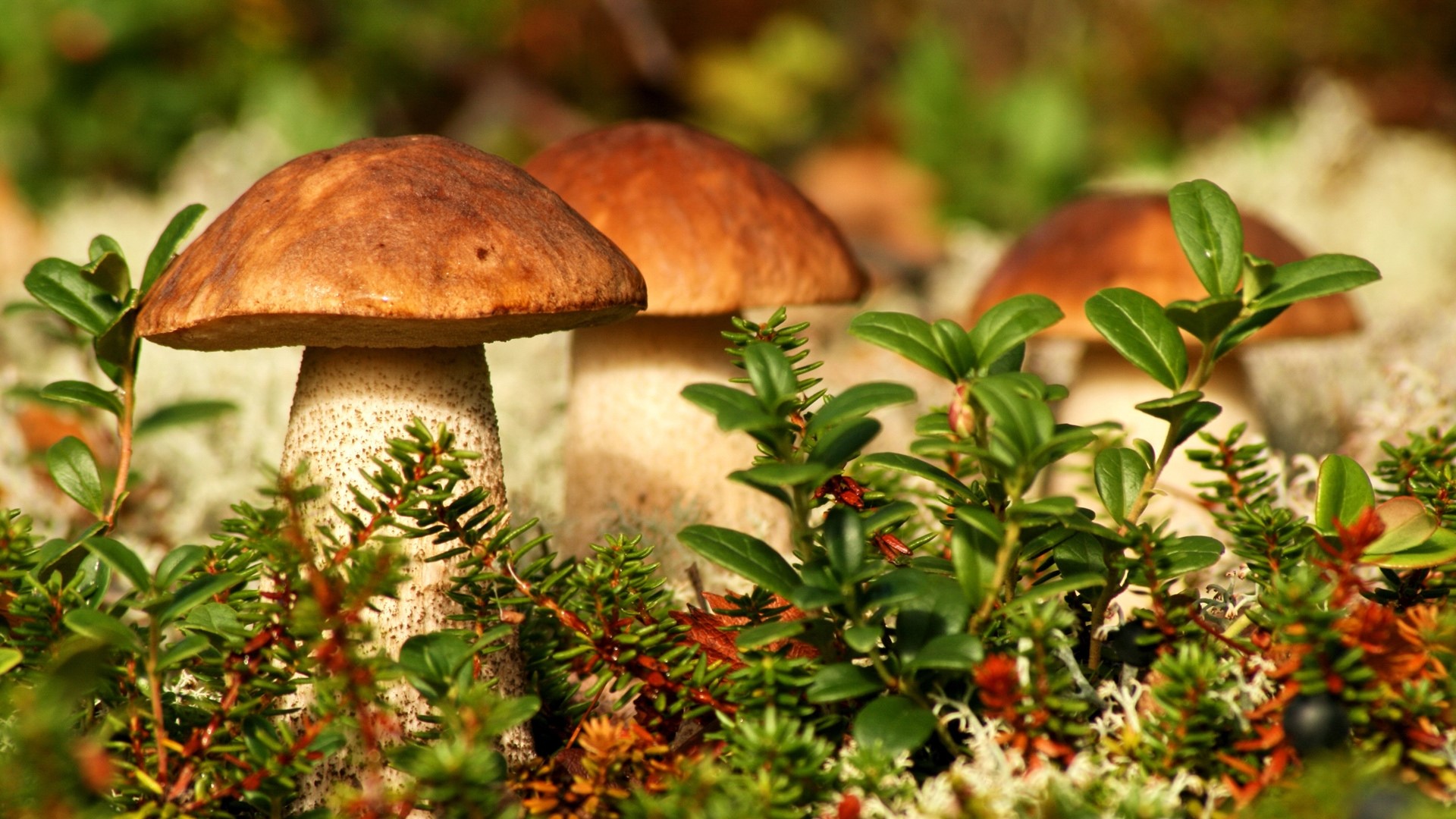 Three brown-capped mushrooms in forest undergrowth HD Wallpaper