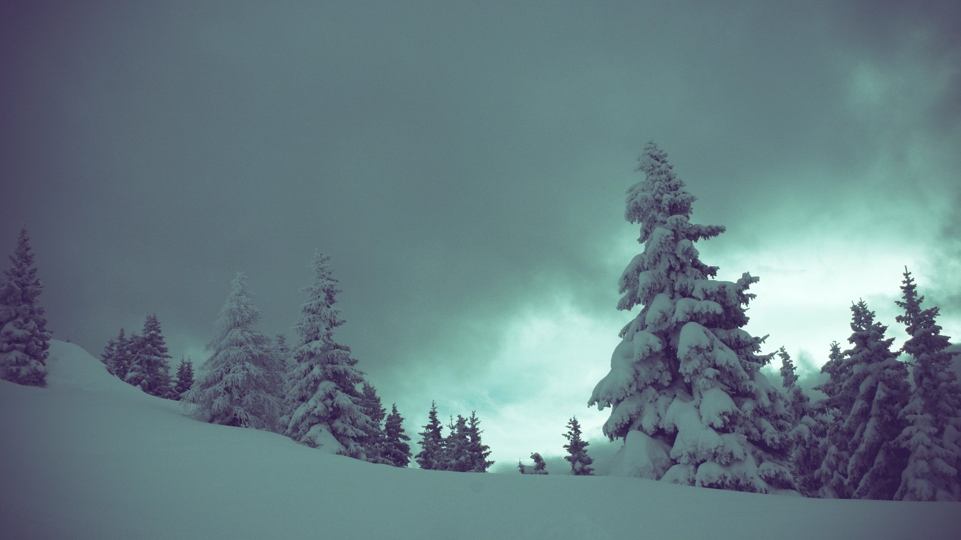 Snow-covered trees on a cloudy winter day HD Wallpaper