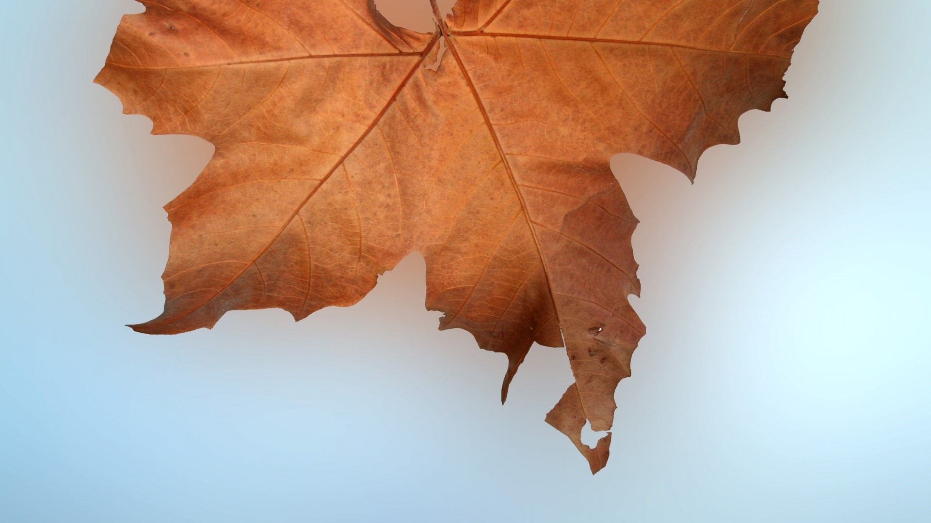 Brown Autumn Leaf Close-up HD Wallpaper