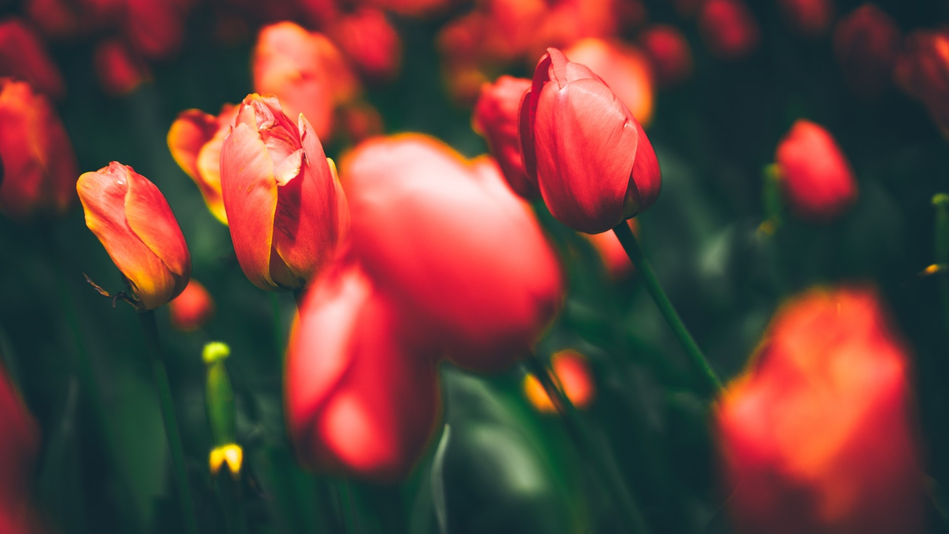 Red Tulips in a Field HD Wallpaper
