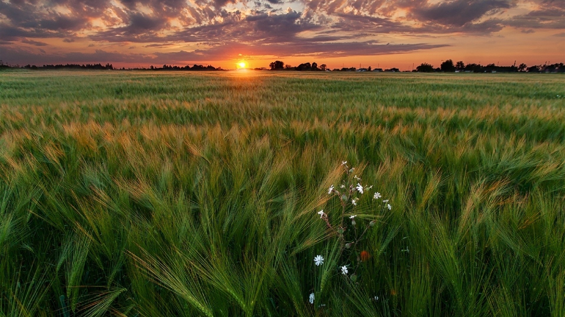 Sunset over a green wheat field with wildflowers HD Wallpaper