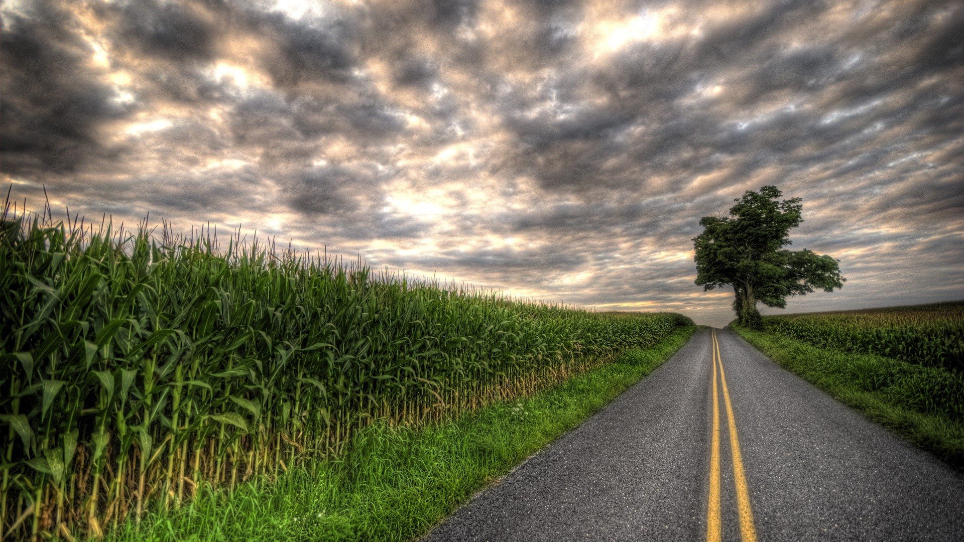 Road through cornfields under cloudy sky HD Wallpaper