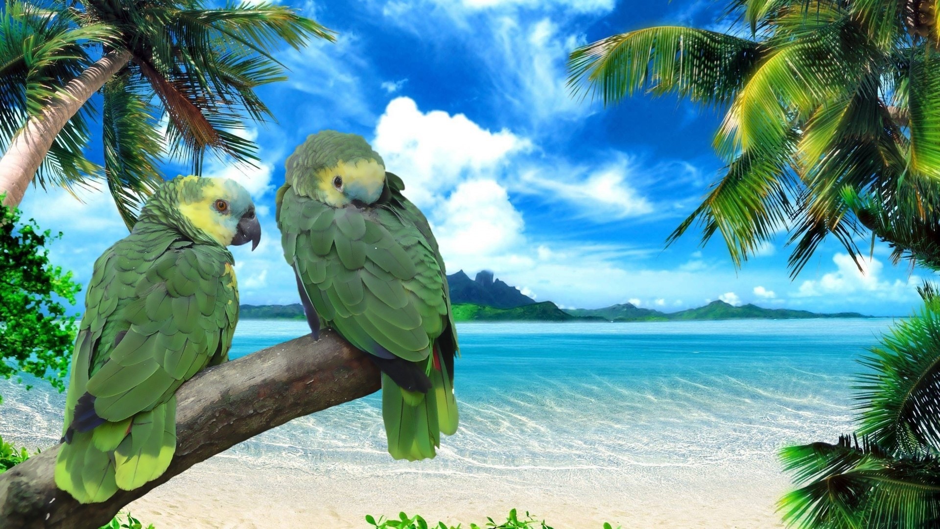 Two Green Parrots on a Branch by the Ocean HD Wallpaper