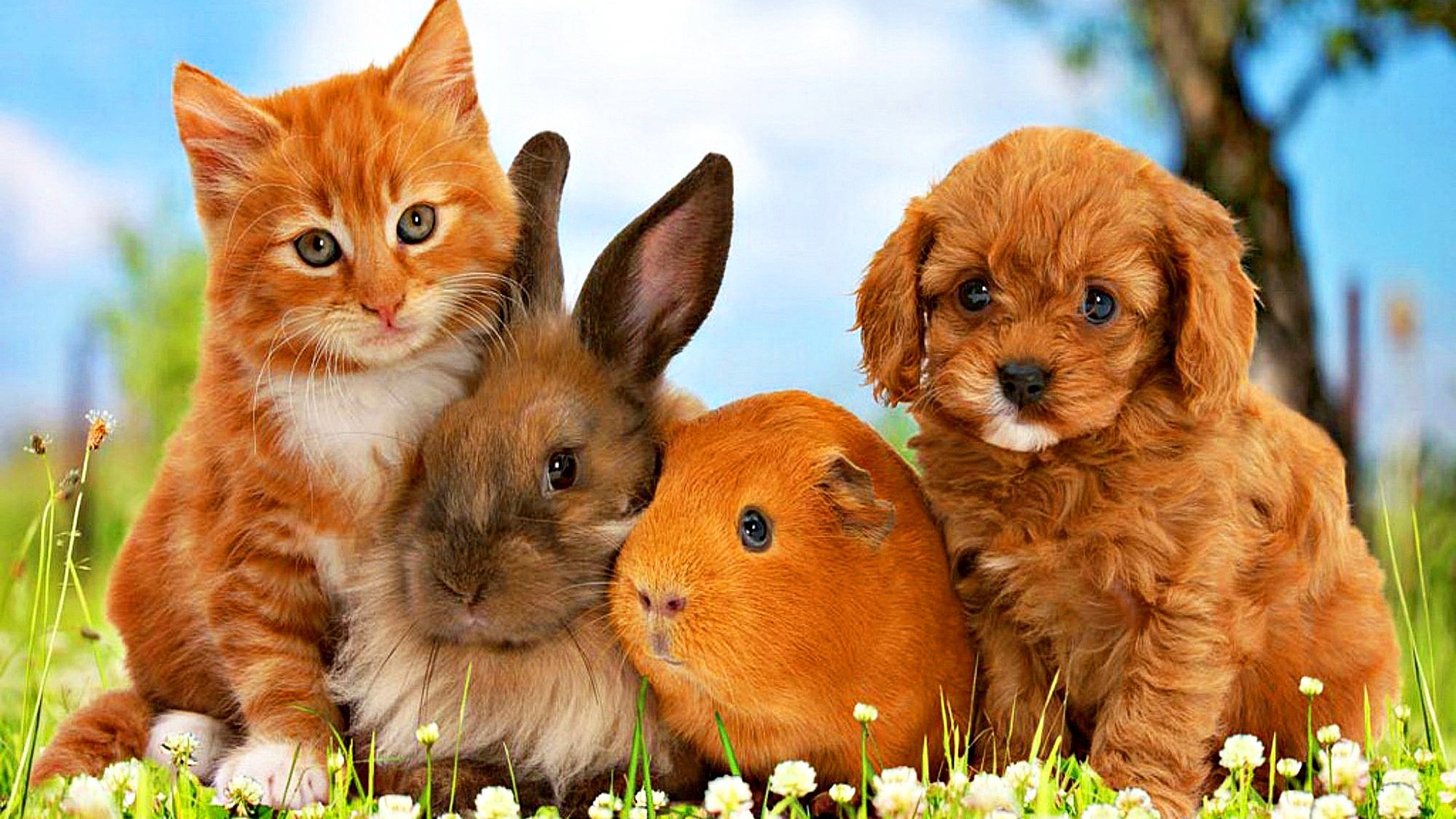 Kitten, Rabbit, Guinea Pig, and Puppy in Grass HD Wallpaper