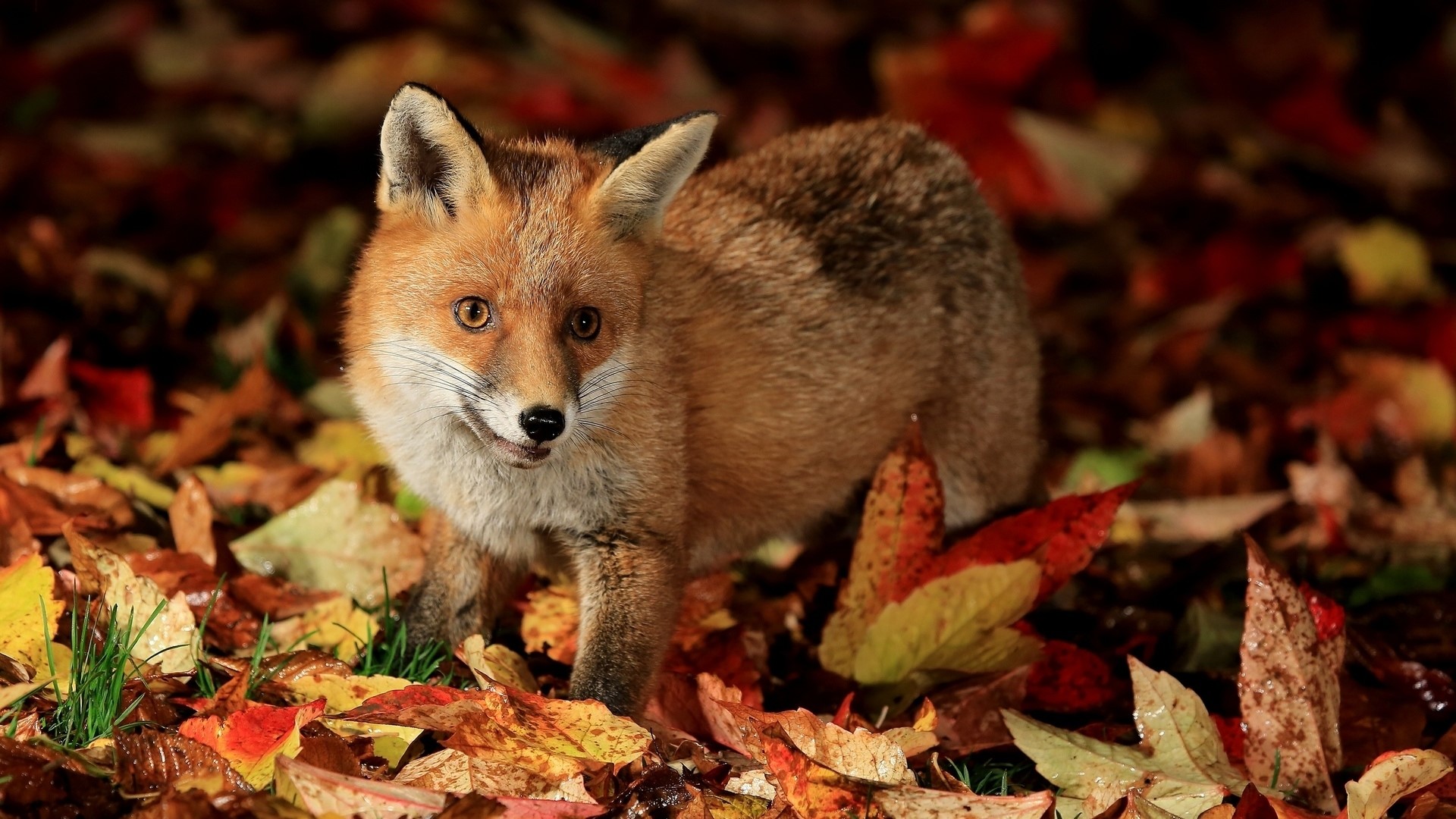 Fox in Autumn Leaves HD Wallpaper