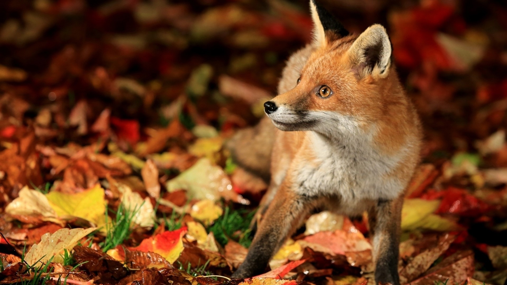 Red Fox in Autumn Leaves HD Wallpaper